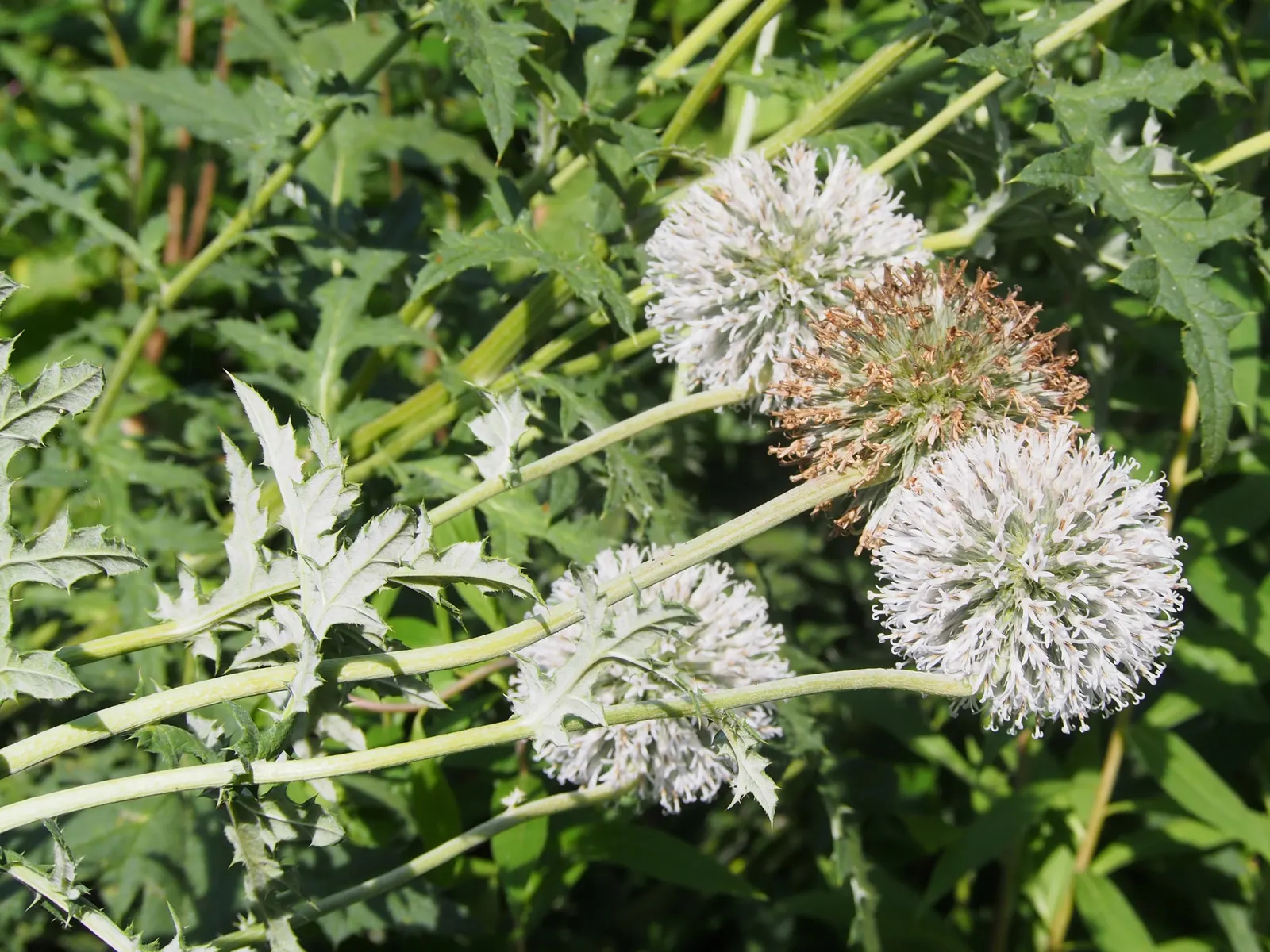 Globe Thistle (Echinops Ritro Ruthenicus) — but also for its resilience; enhancing the ecological value of the landscape, image 103
