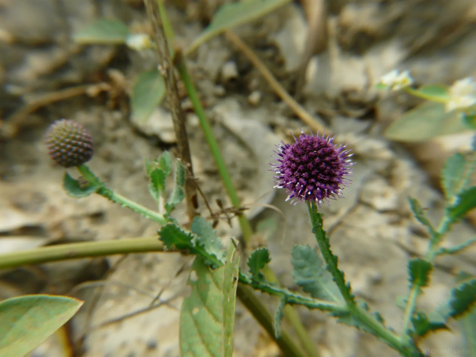 Globe Thistle (Echinops Ritro Ruthenicus) — and is best situated in full sun exposers