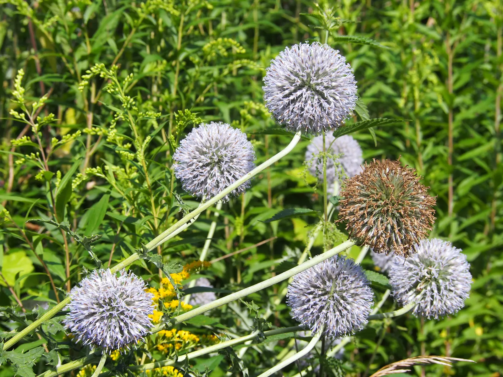 Globe Thistle (Echinops Ritro Ruthenicus) — Its blooms make excellent cut flowers or dried arrangements; hailing from the Asteraceae family