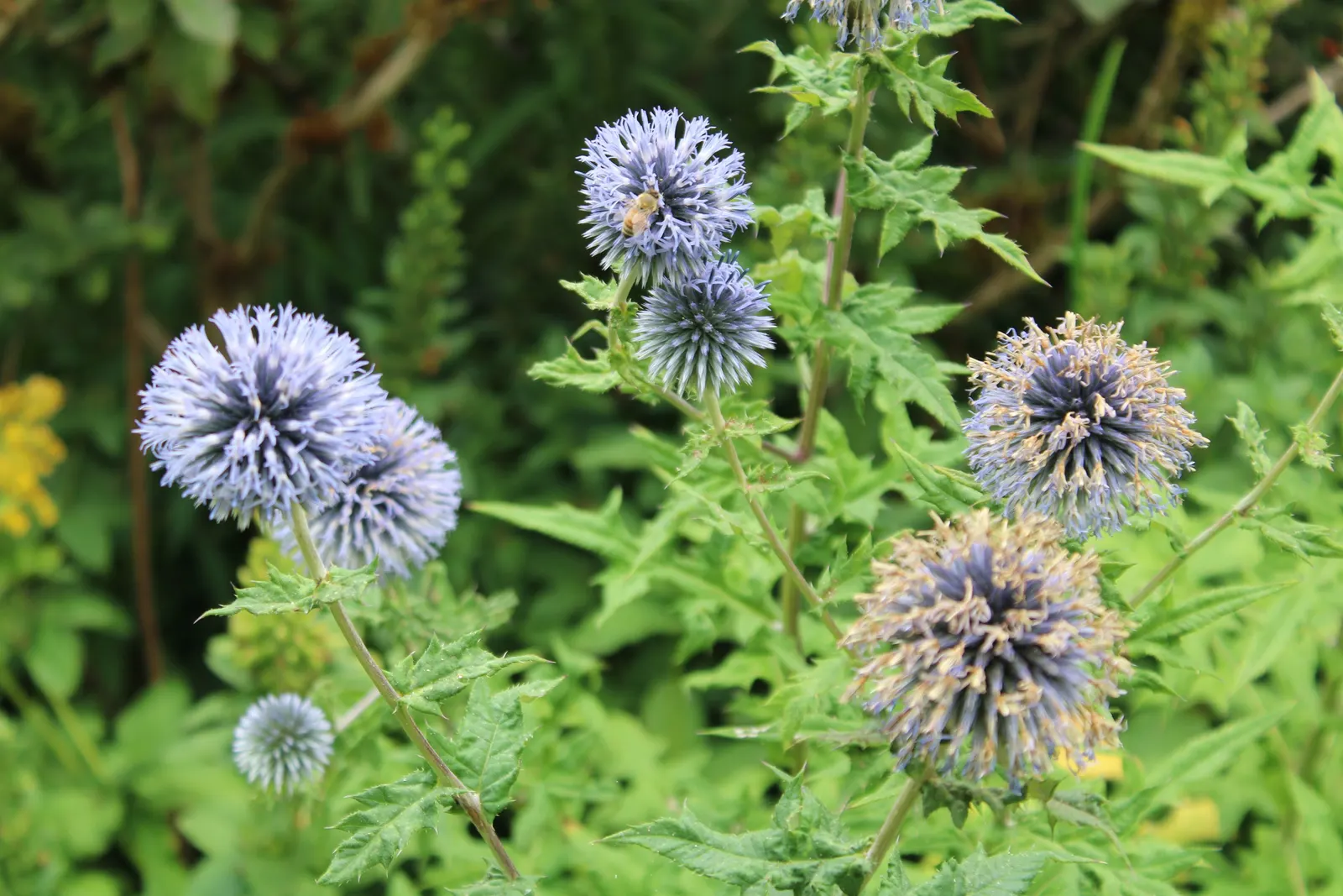 Globe Thistle (Echinops Ritro Ruthenicus) — clients will enjoy its ornamental charms; its unique blossoms are magnets for pollinators, image 140