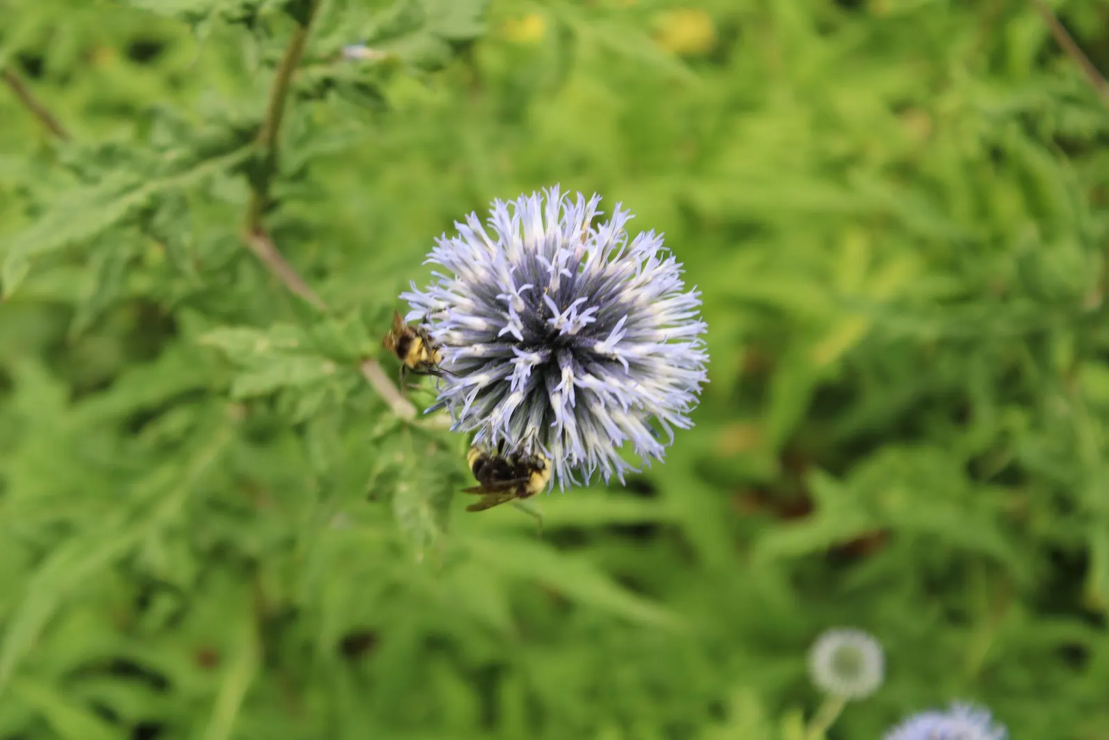 Globe Thistle (Echinops Ritro Ruthenicus) — adding a touch of drama and allure to their outdoor canvas; drought-resistant and preferring full sun, image 113