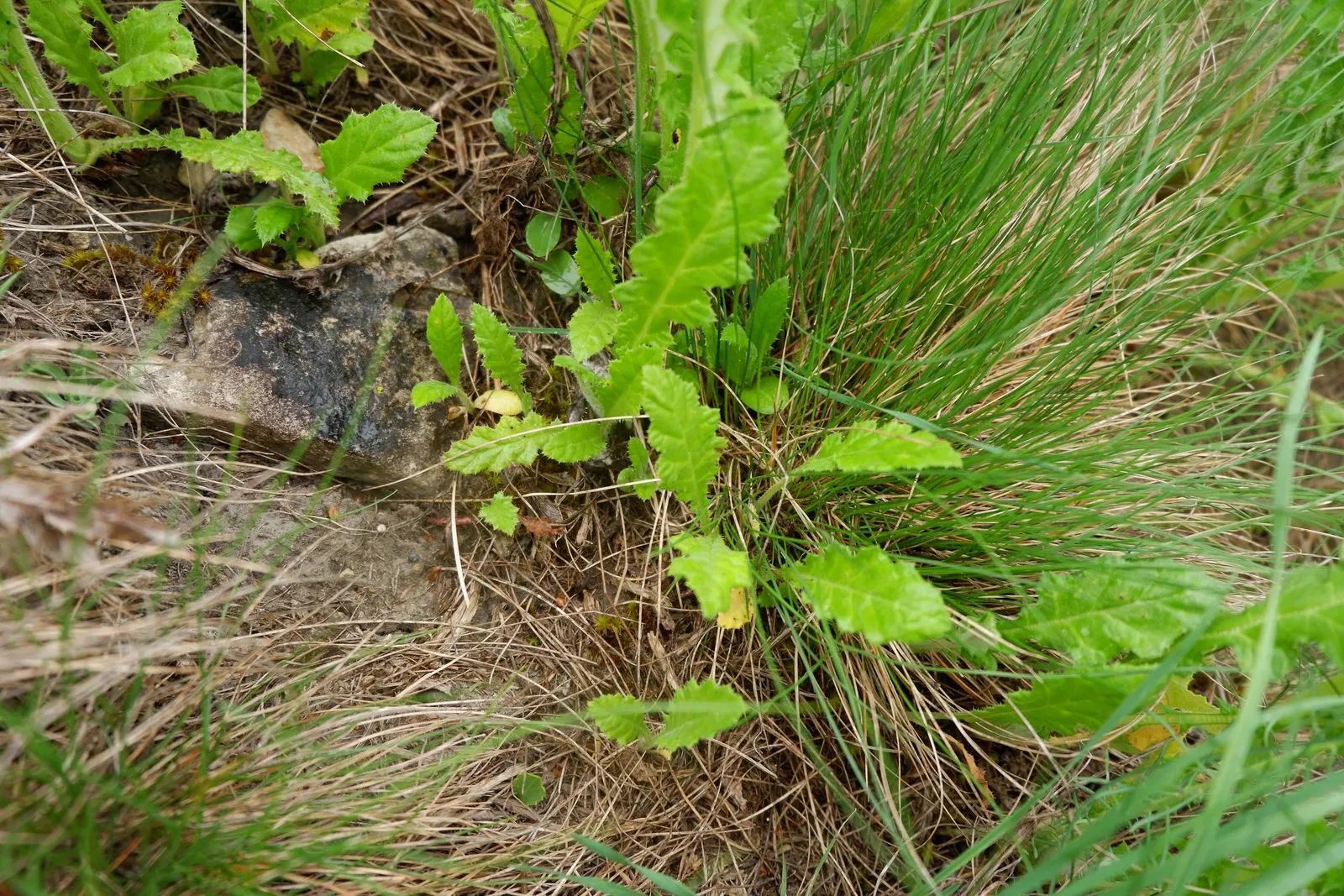 Globe Thistle (Echinops Ritro Ruthenicus) — enhancing the ecological value of the landscape