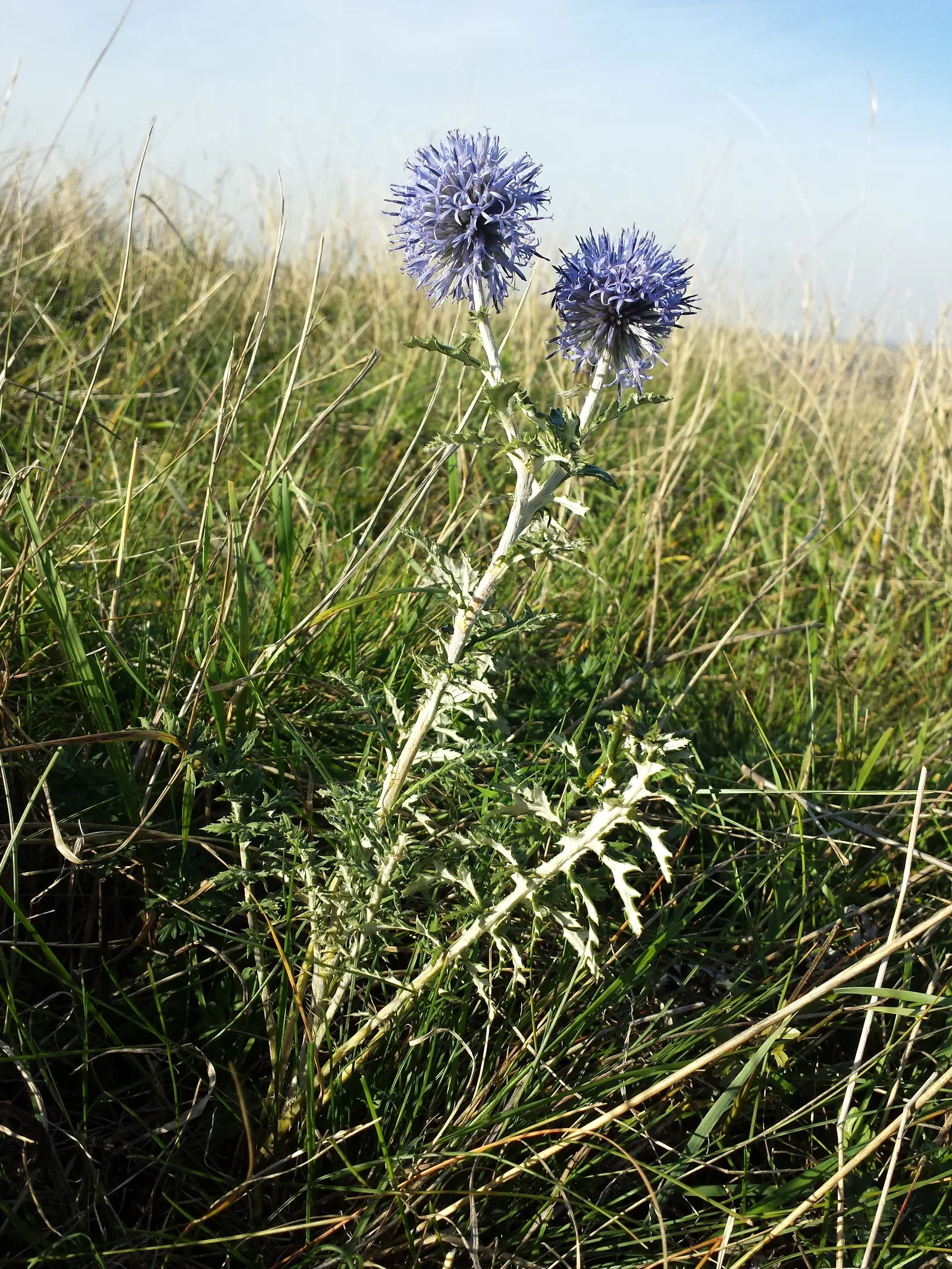 Globe Thistle (Echinops Ritro Ruthenicus) — or Echinops ritro 'Ruthenicus'; is a robust perennial producing striking, image 154
