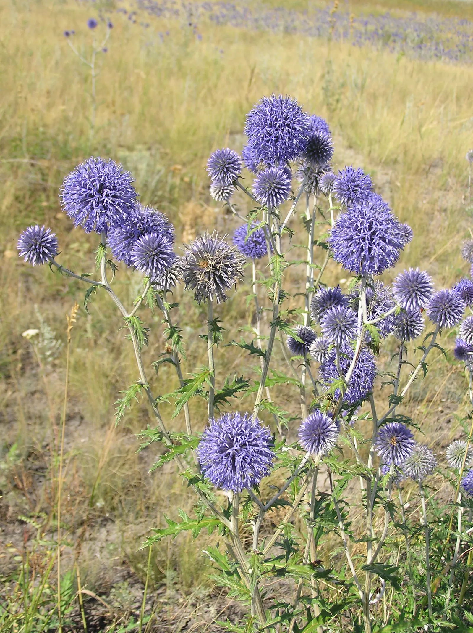 Globe Thistle (Echinops Ritro Ruthenicus) — or Echinops ritro 'Ruthenicus'; is a robust perennial producing striking