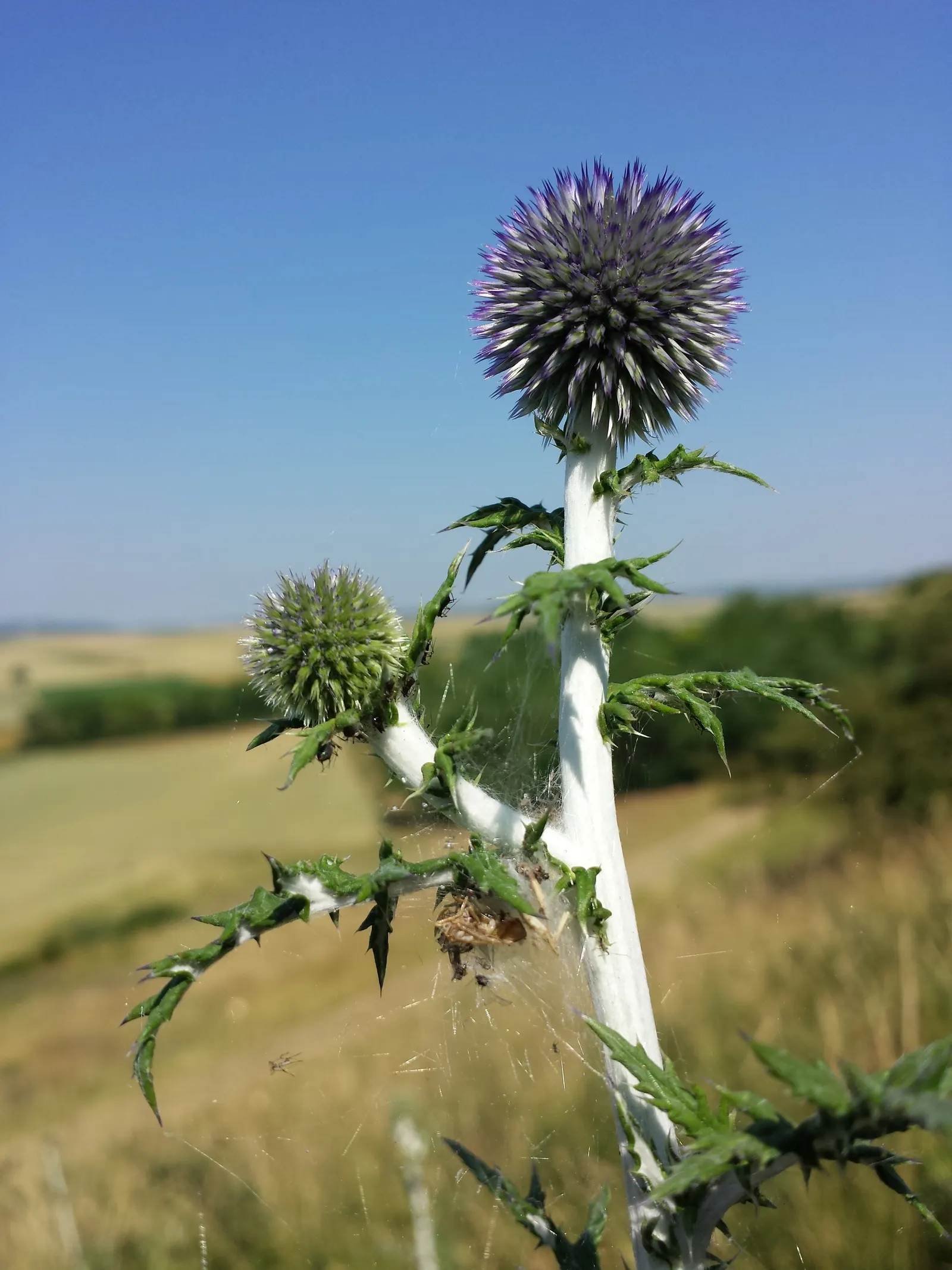 Globe Thistle (Echinops Ritro Ruthenicus) — each globe typically measuring about 1.5 to 2 inches in diameter; echinops ritro 'Ruthenicus', image 71