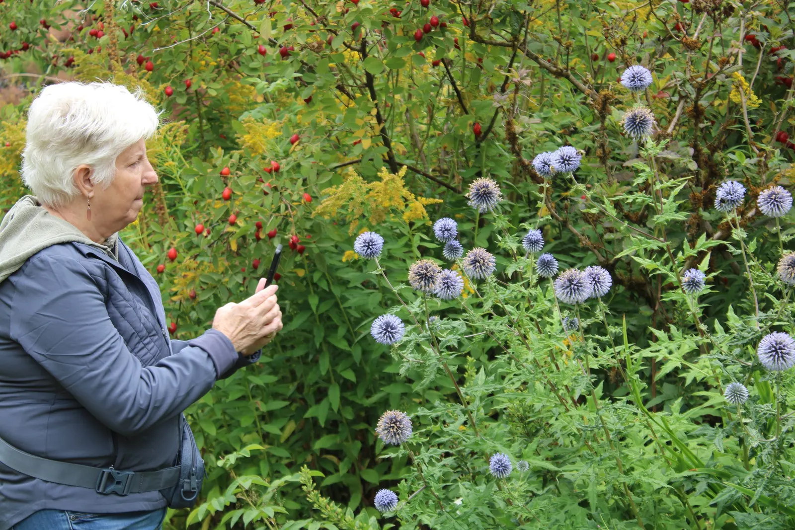 Globe Thistle (Echinops Ritro Ruthenicus) — Blooming from mid to late summer, it attracts pollinators while being deer resistant; it thrives in, image 65