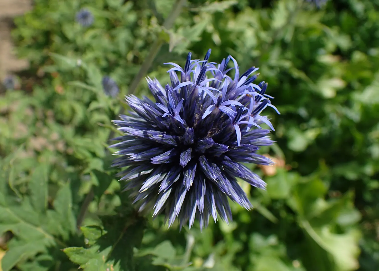 Globe Thistle (Echinops Ritro Ruthenicus) — These blossoms rest atop stiff; ideal for xeriscapes and gravel gardens
