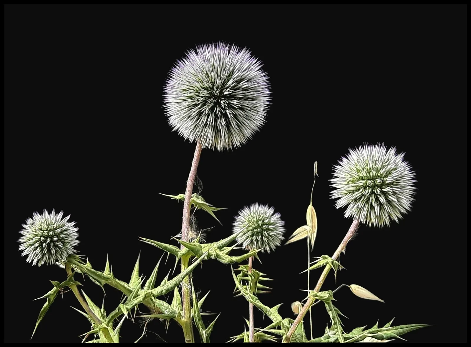 Globe Thistle (Echinops Ritro Ruthenicus) — such as bees and butterflies; annual / wildflower with blue blooms, image 79