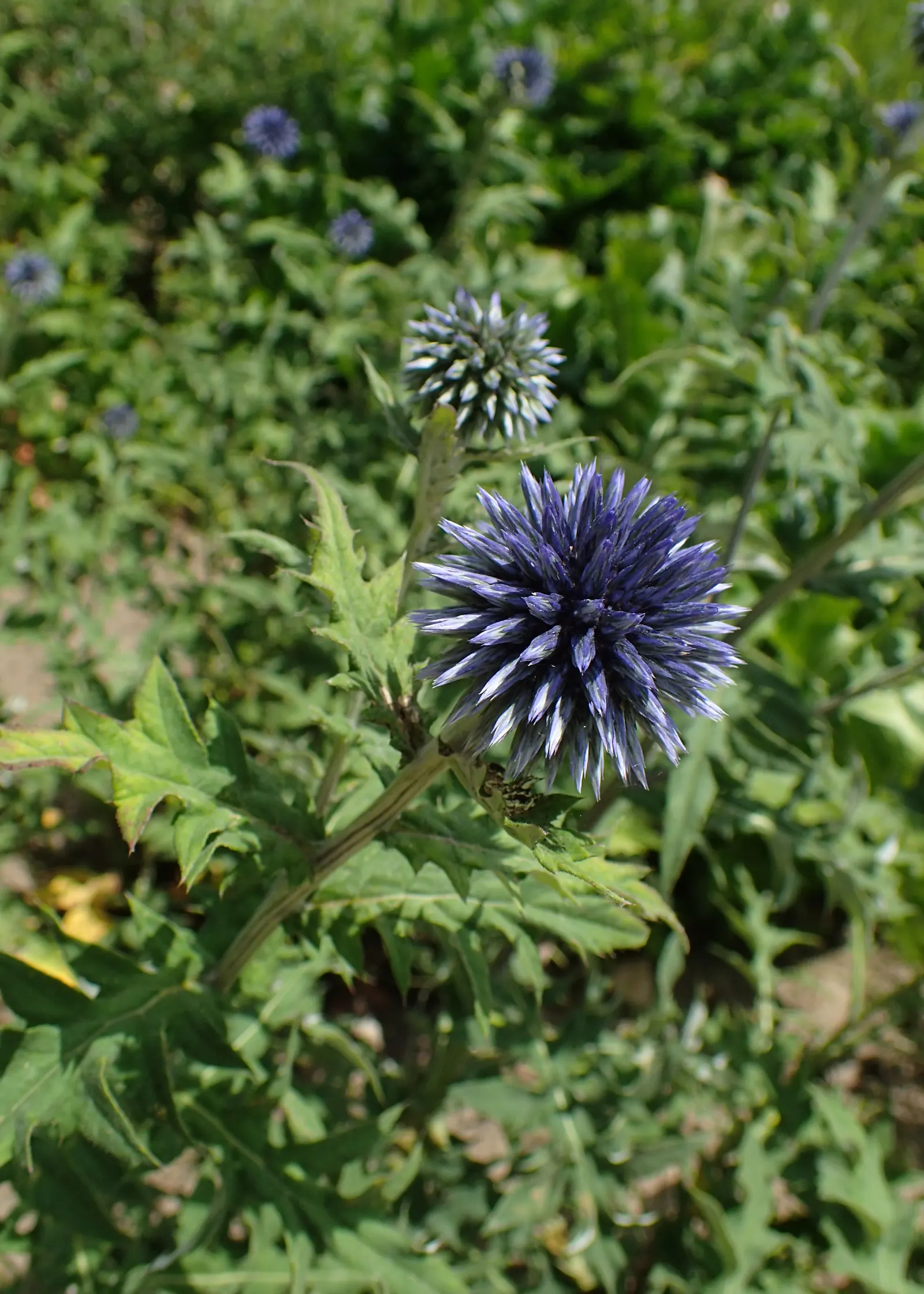 Globe Thistle (Echinops Ritro Ruthenicus) — with a vivid metallic blue hue; deadheading spent flowers can encourage a second bloom and prevent, image 128