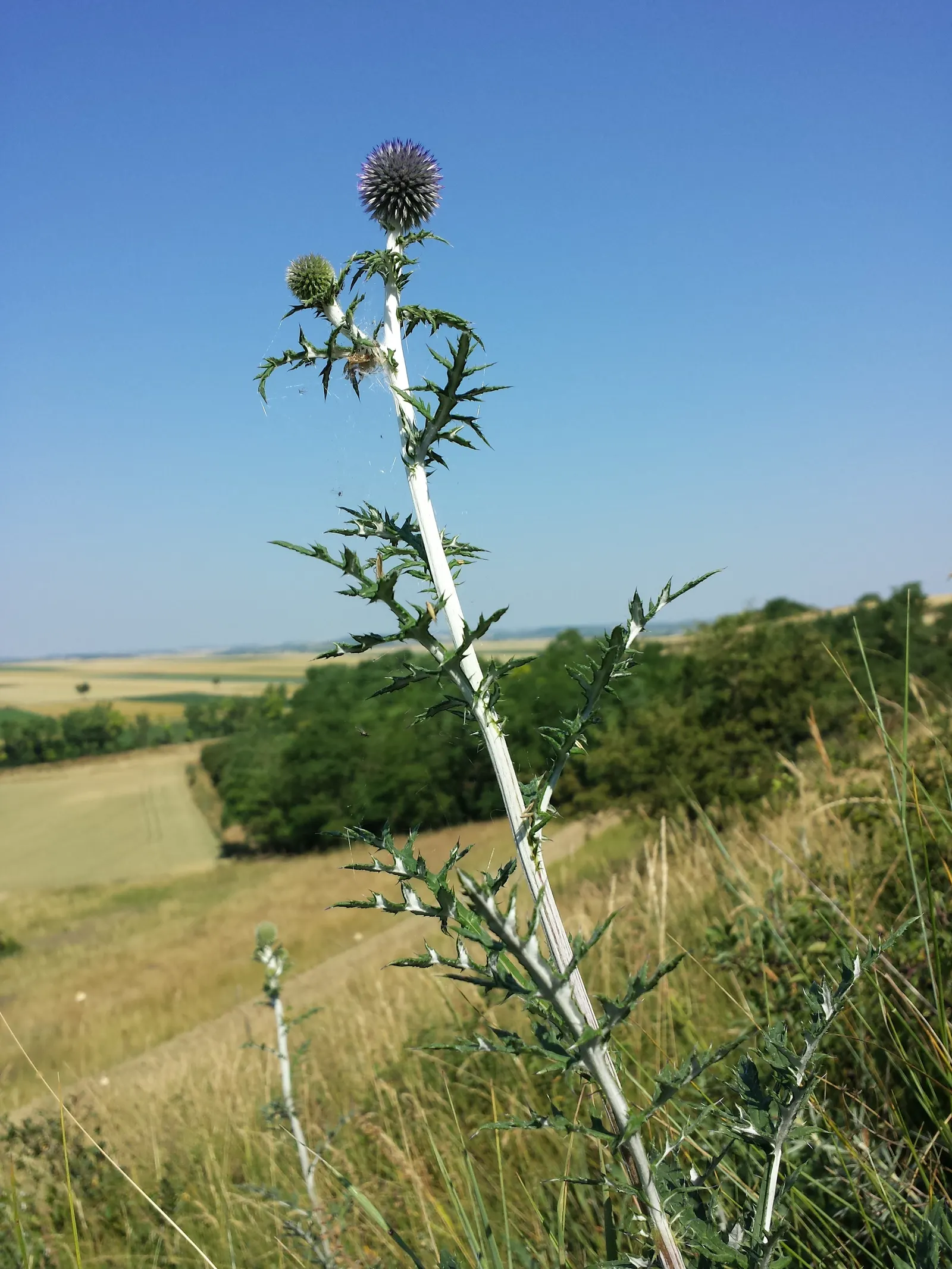Globe Thistle (Echinops Ritro Ruthenicus) — Hailing from the Asteraceae family; or Echinops ritro 'Ruthenicus'