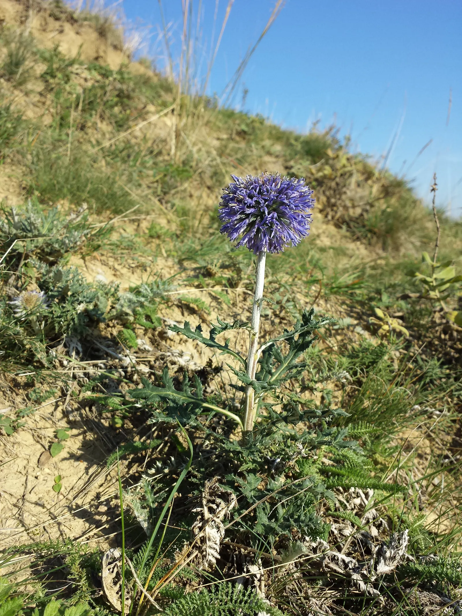 Globe Thistle (Echinops Ritro Ruthenicus) — annual / wildflower with blue blooms