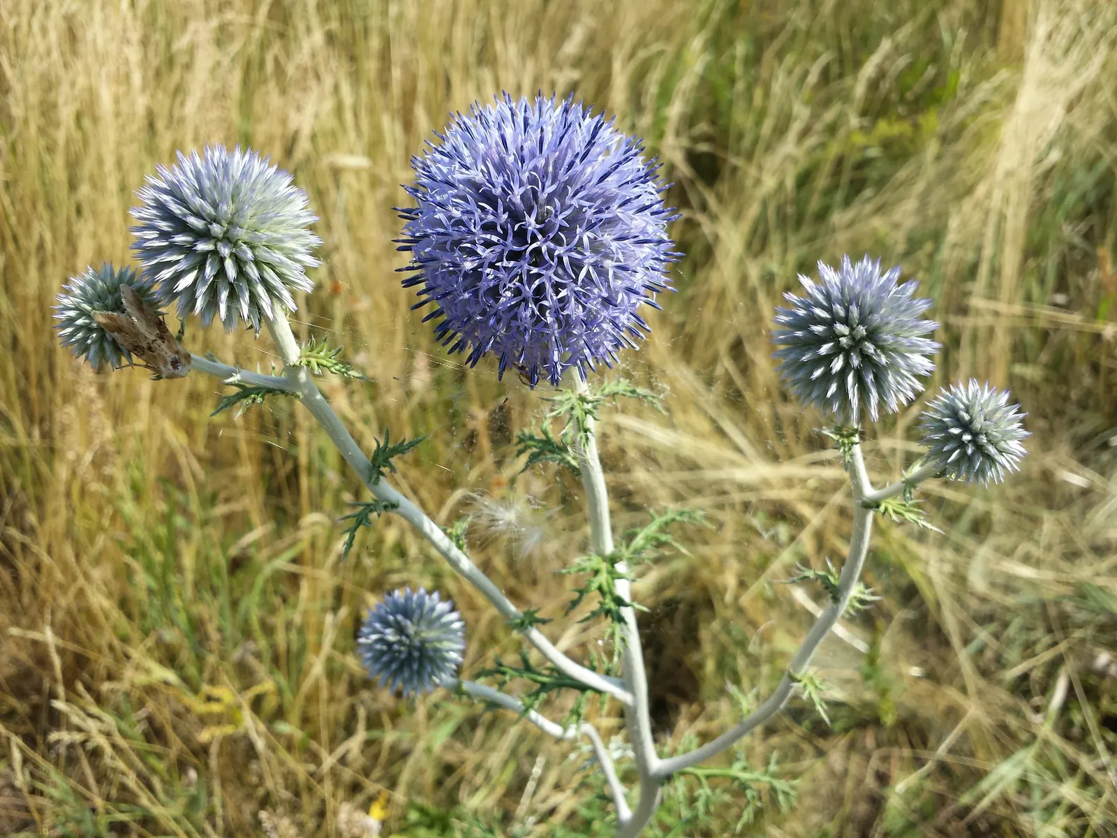 Globe Thistle (Echinops Ritro Ruthenicus) — demonstrating a robust tolerance to drought conditions once established; blooming from mid to late, image 105