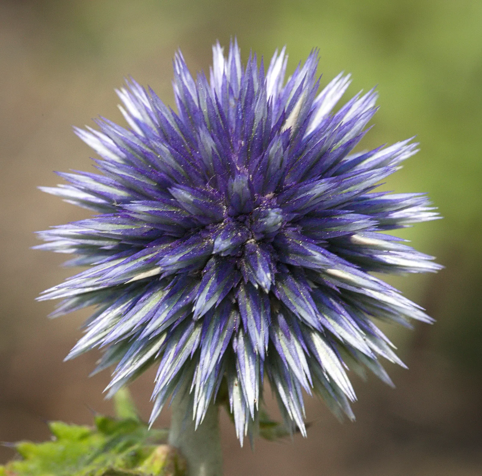 Globe Thistle (Echinops Ritro Ruthenicus) — Ideal for xeriscapes and gravel gardens; clients will enjoy its ornamental charms, image 153