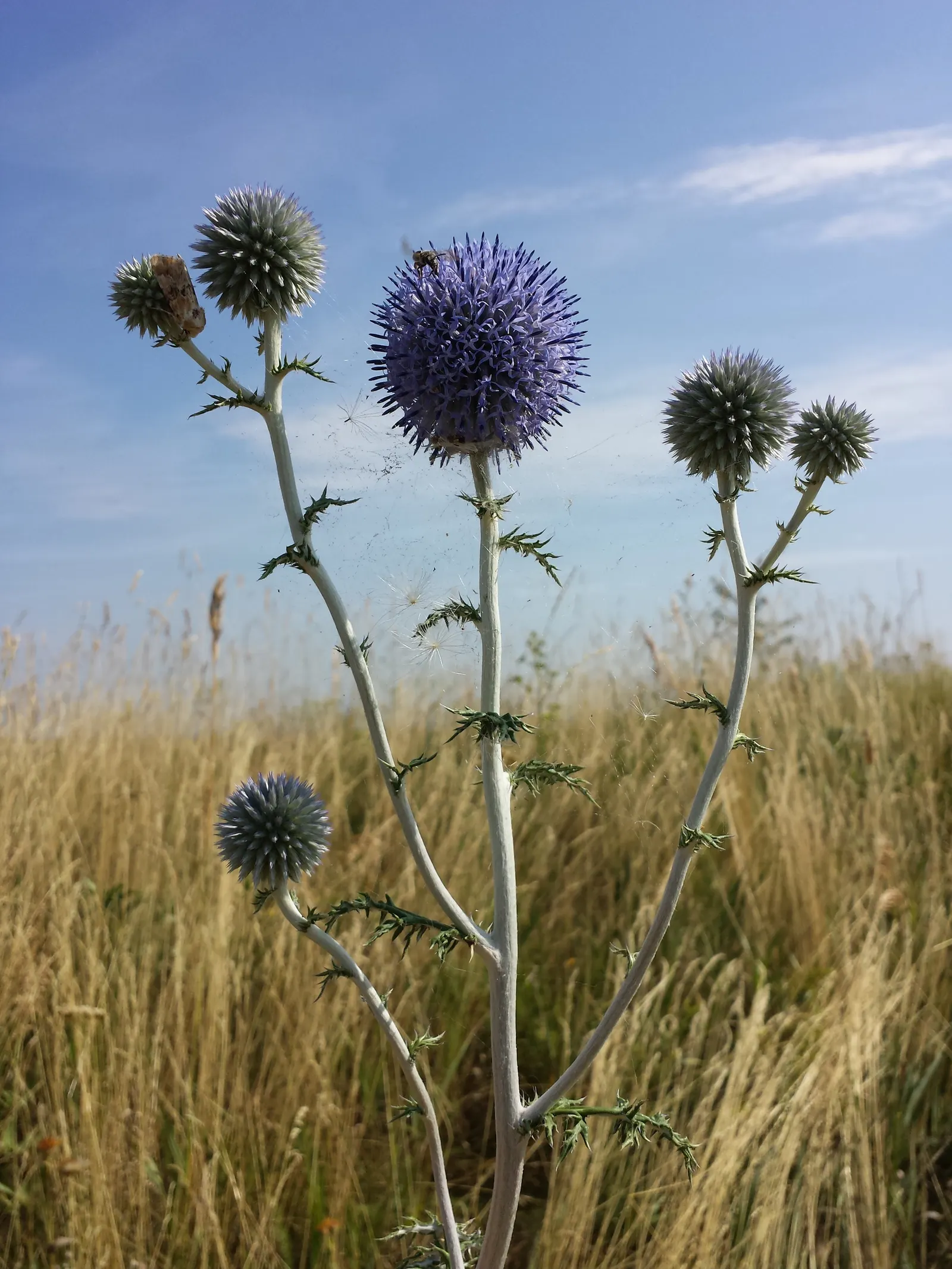 Globe Thistle (Echinops Ritro Ruthenicus) — deeply lobed foliage that stretches on stems rising to a stately height of 2 to 3 feet, image 131