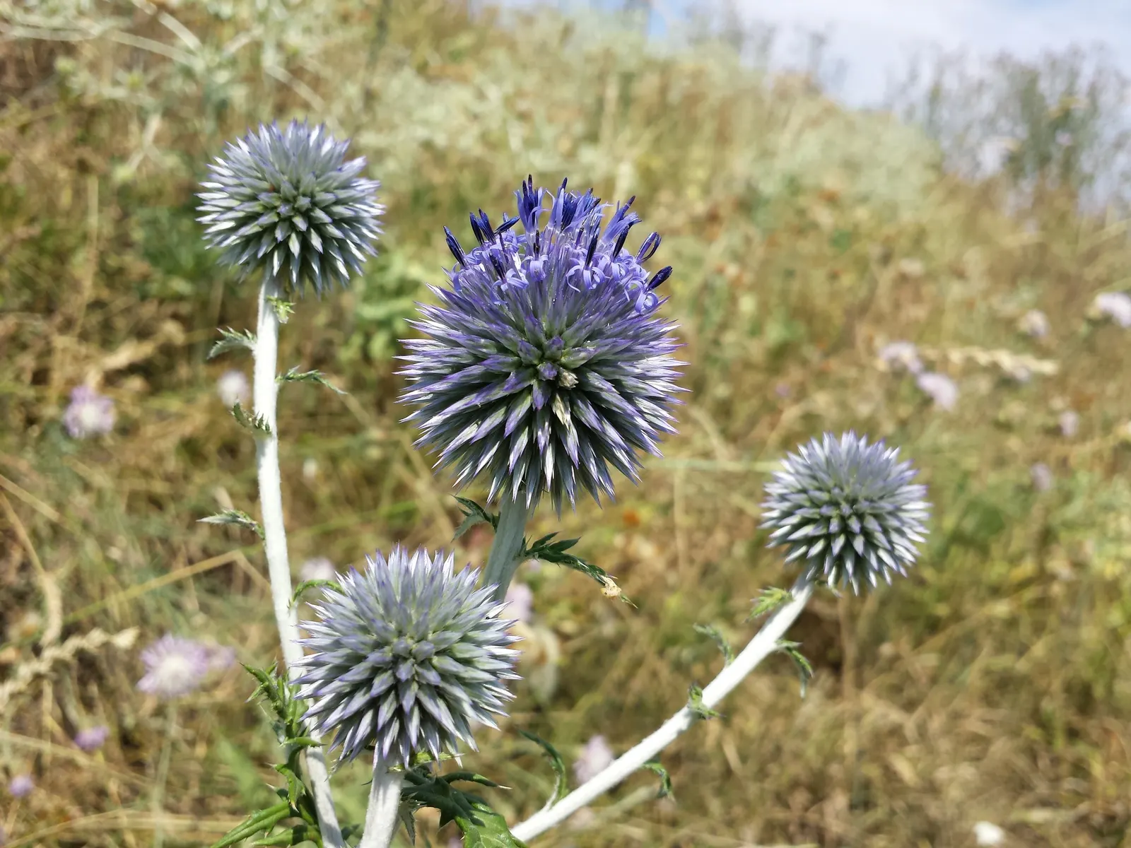 Globe Thistle (Echinops Ritro Ruthenicus) — such as bees and butterflies