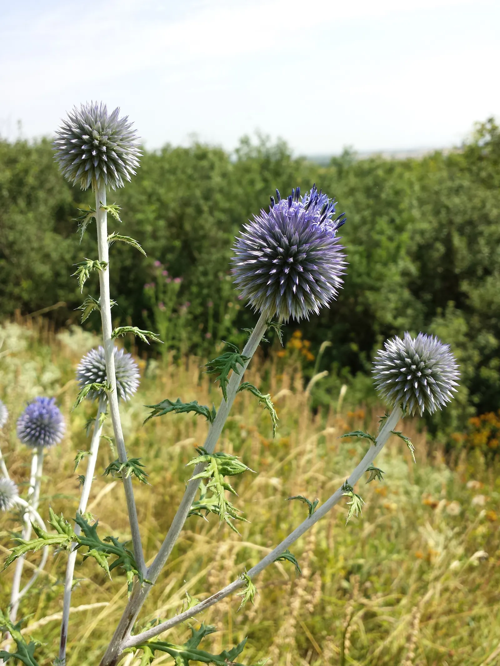 Globe Thistle (Echinops Ritro Ruthenicus) — adding a touch of drama and allure to their outdoor canvas; drought-resistant and preferring full sun, image 171