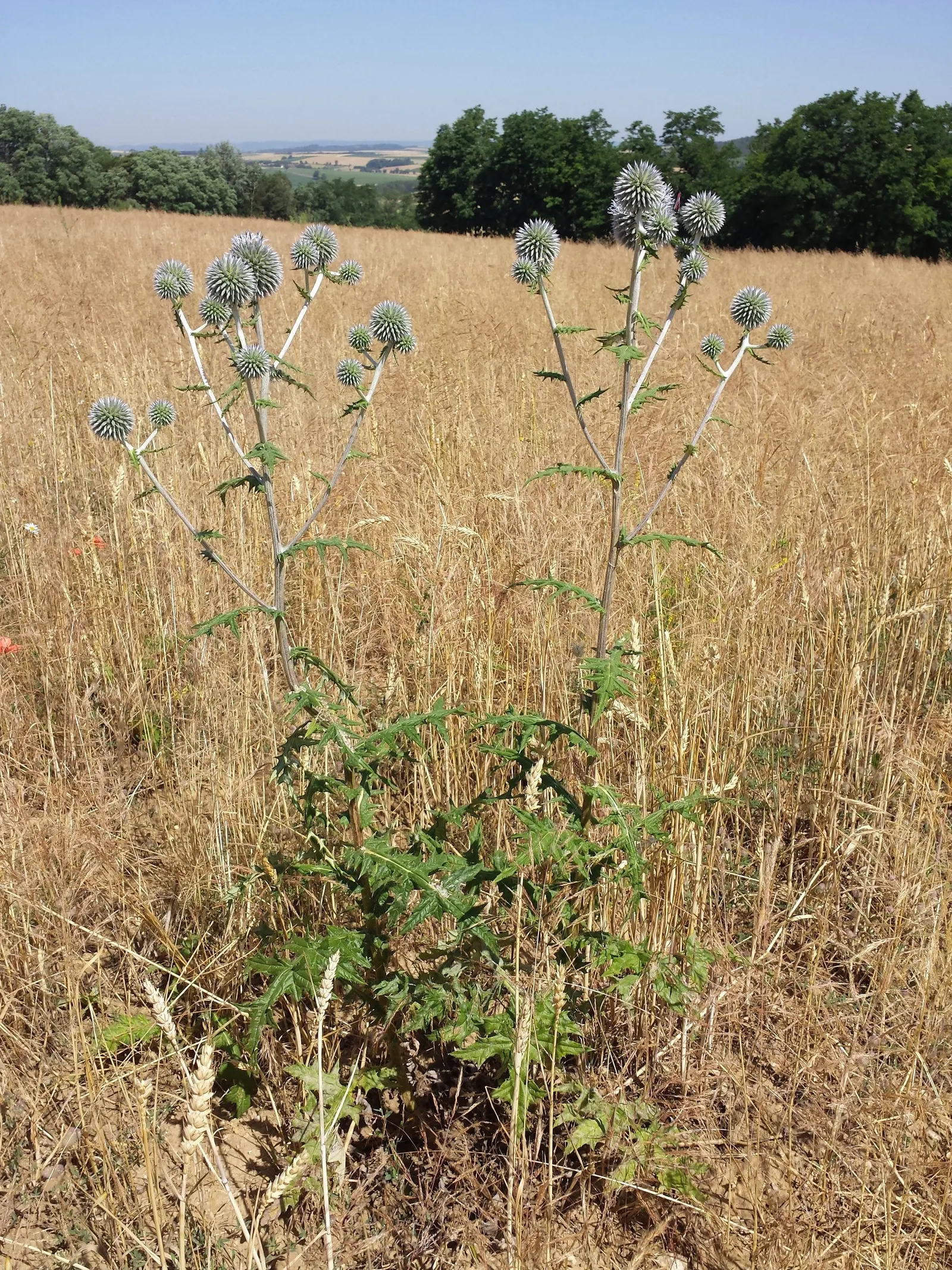 Globe Thistle (Echinops Ritro Ruthenicus) — Blooming from mid to late summer, it attracts pollinators while being deer resistant; it thrives in USDA hardiness