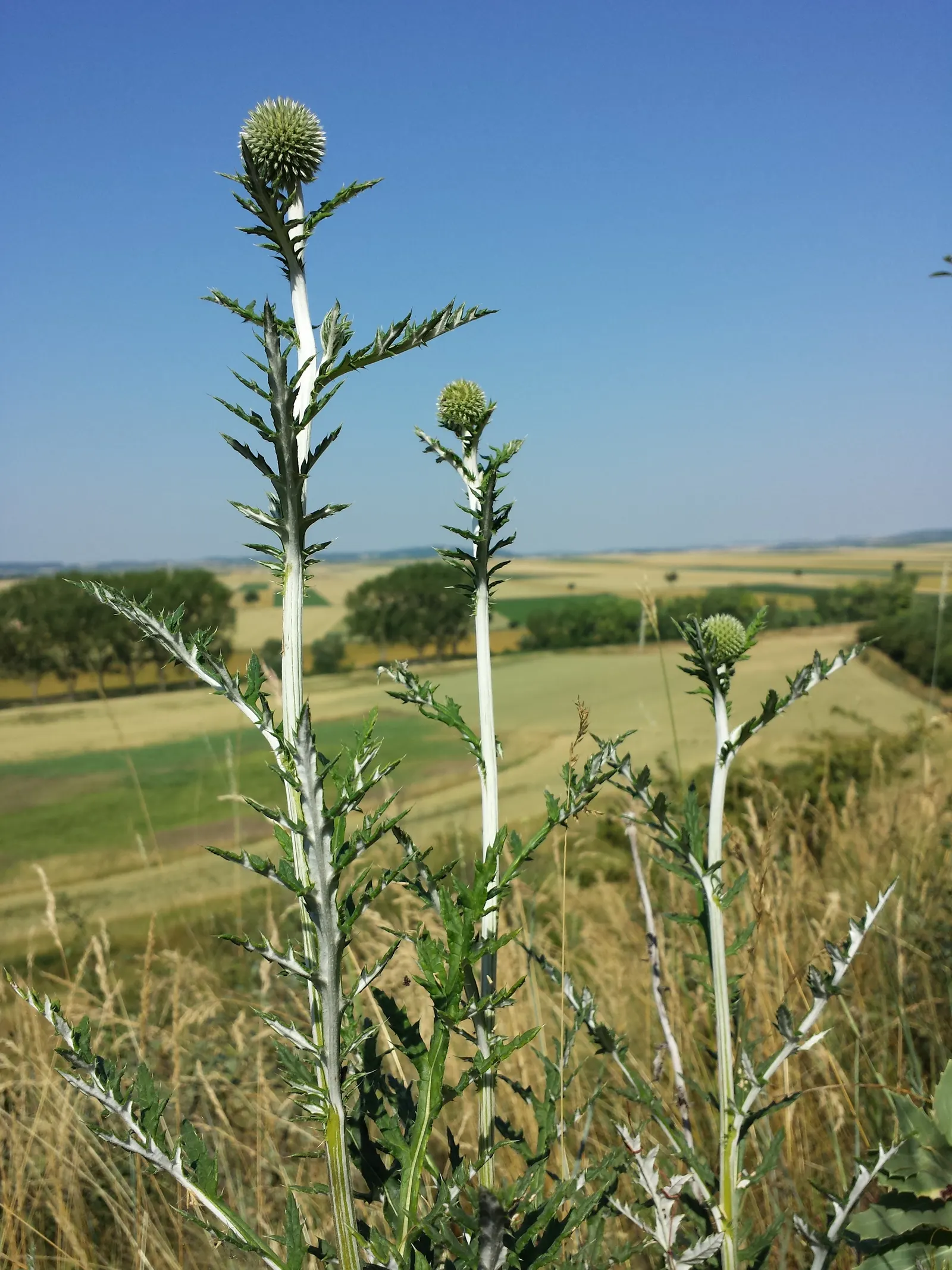 Globe Thistle (Echinops Ritro Ruthenicus) — Mature plants reach up to 3-4 feet high and spread 2-3 feet wide; starkly contrasting blooms from, image 149