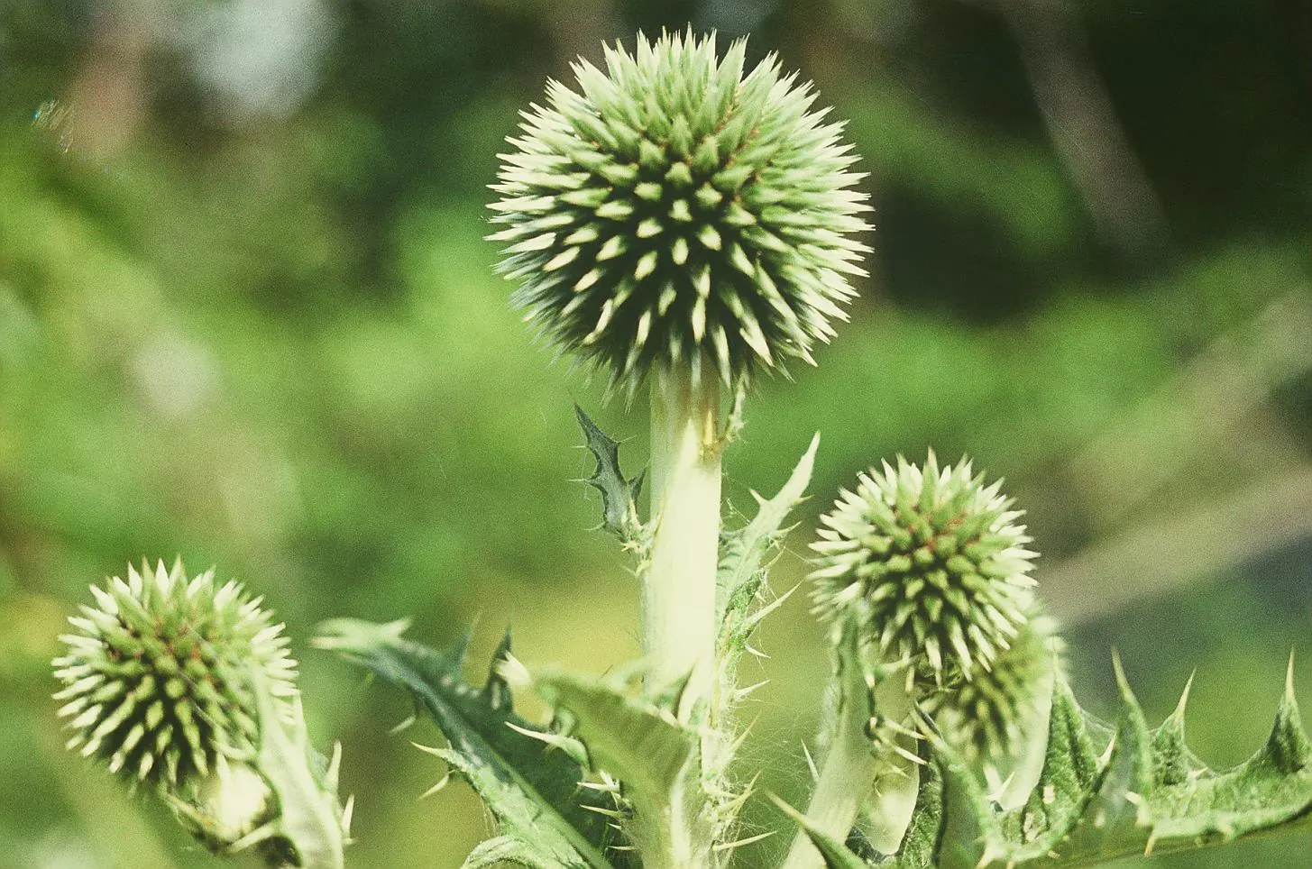 Globe Thistle (Echinops Ritro Ruthenicus) — each globe typically measuring about 1.5 to 2 inches in diameter; echinops ritro 'Ruthenicus', image 129
