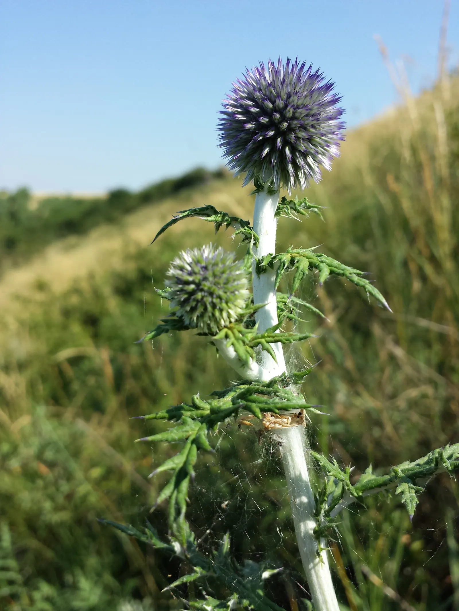 Globe Thistle (Echinops Ritro Ruthenicus) — with a vivid metallic blue hue; deadheading spent flowers can encourage a second bloom and prevent, image 70