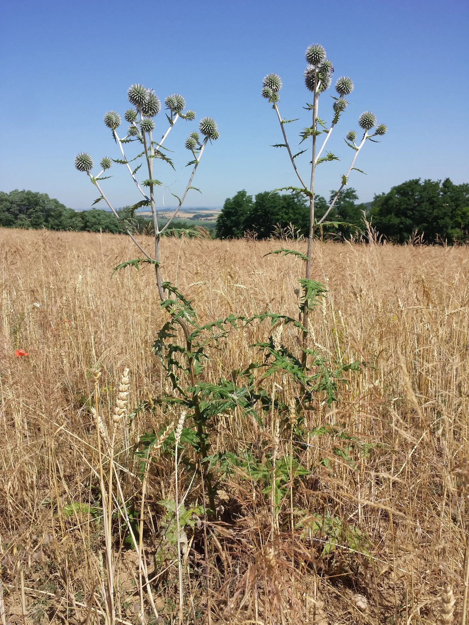 Globe Thistle (Echinops Ritro Ruthenicus) — such as bees and butterflies; annual / wildflower with blue blooms, image 108