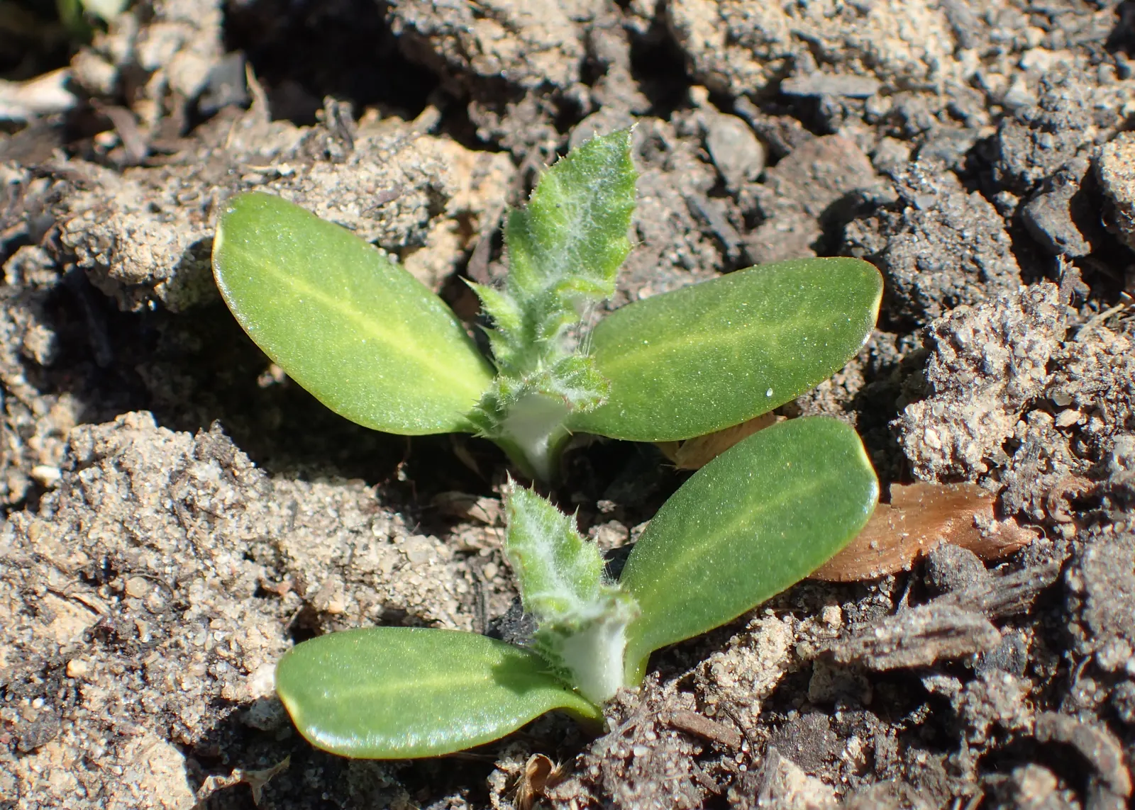Globe Thistle (Echinops Ritro Ruthenicus) — Hailing from the Asteraceae family; or Echinops ritro 'Ruthenicus', image 97