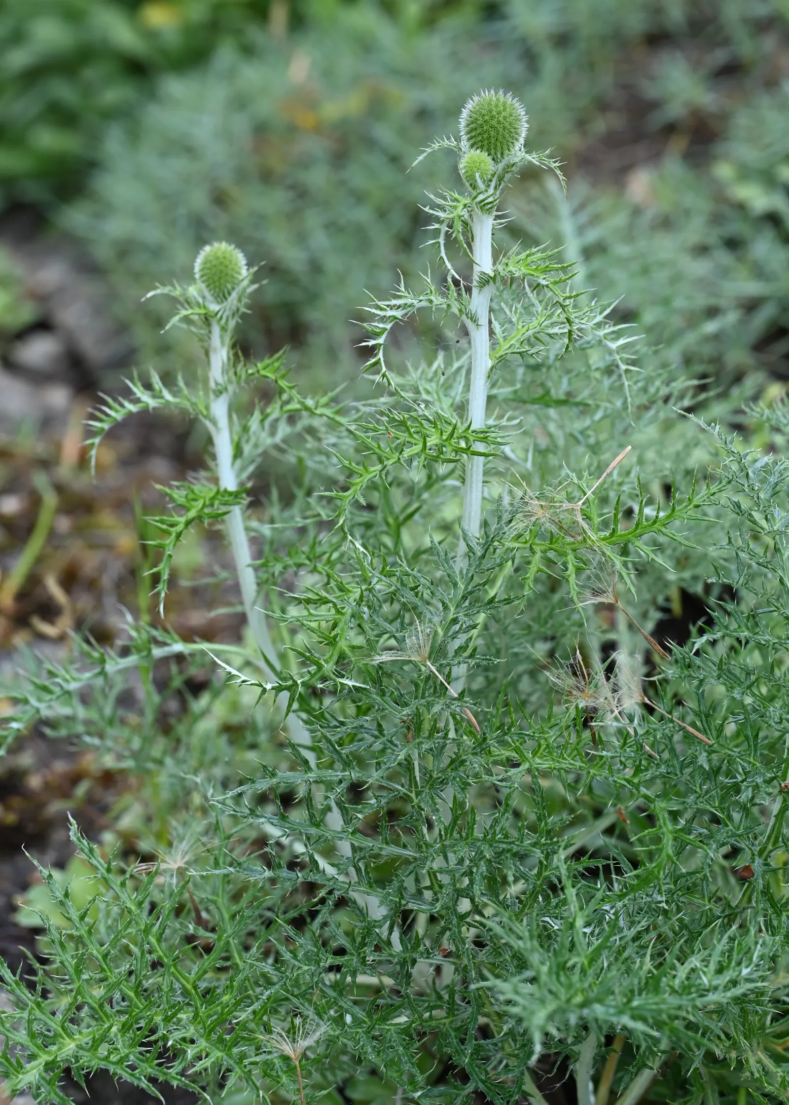 Globe Thistle (Echinops Ritro Ruthenicus) — Ideal for xeriscapes and gravel gardens; clients will enjoy its ornamental charms, image 66