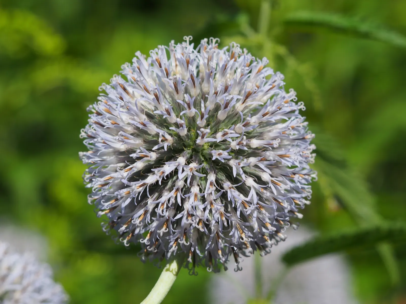 Globe Thistle (Echinops Ritro Ruthenicus) — Its blooms make excellent cut flowers or dried arrangements