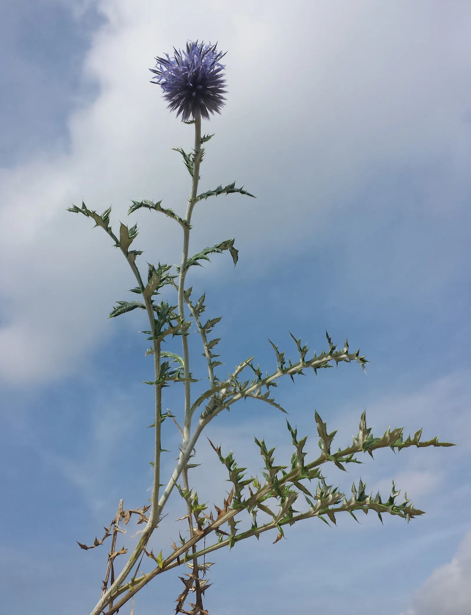 Globe Thistle (Echinops Ritro Ruthenicus) — Its blooms make excellent cut flowers or dried arrangements; hailing from the Asteraceae family, image 122