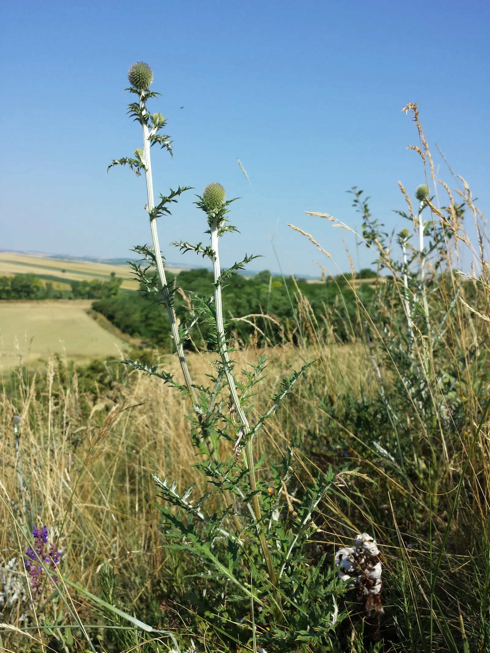 Globe Thistle (Echinops Ritro Ruthenicus) — or Echinops ritro 'Ruthenicus'; is a robust perennial producing striking, image 96