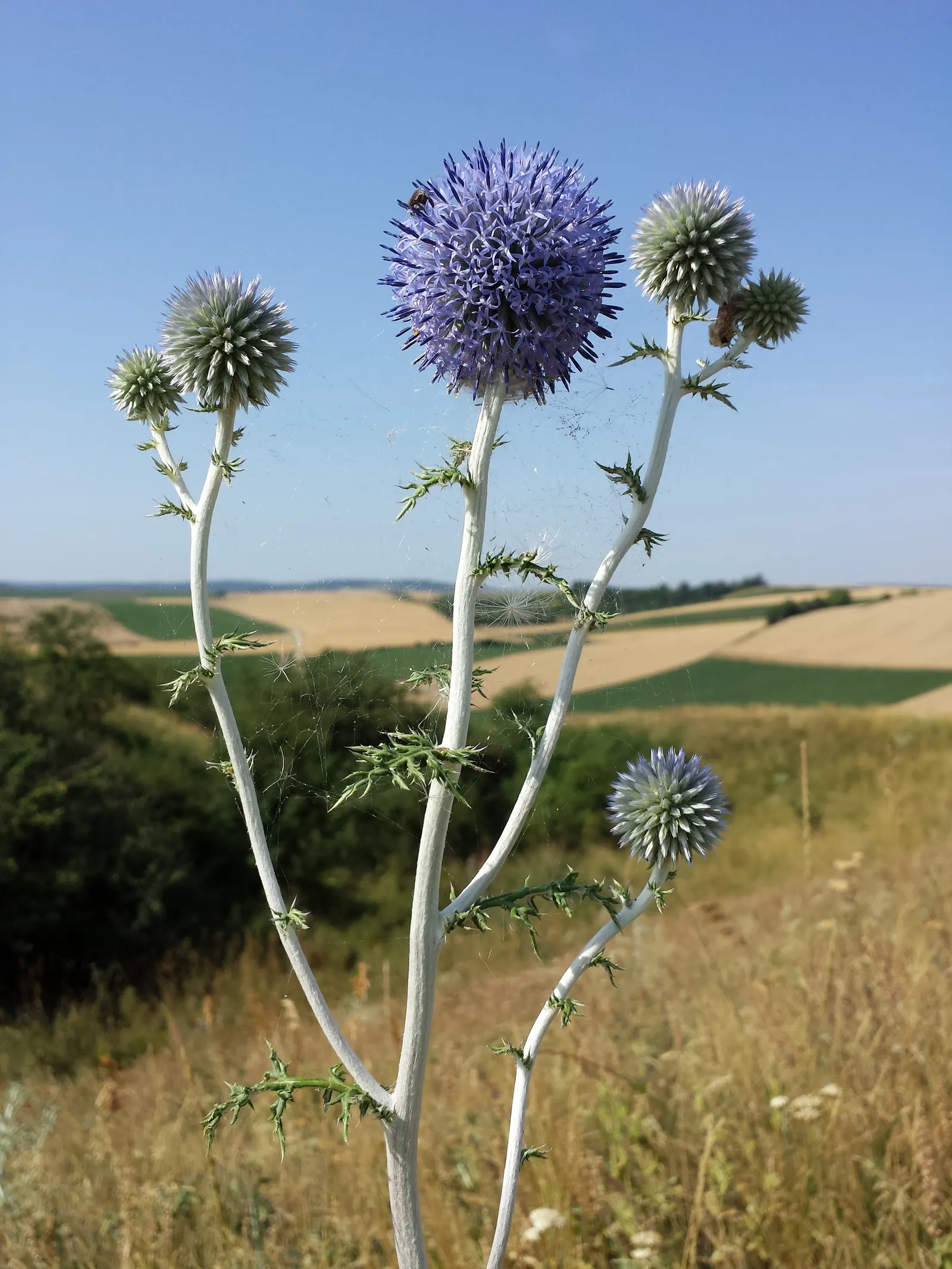 Globe Thistle (Echinops Ritro Ruthenicus) — blue flowers in the garden