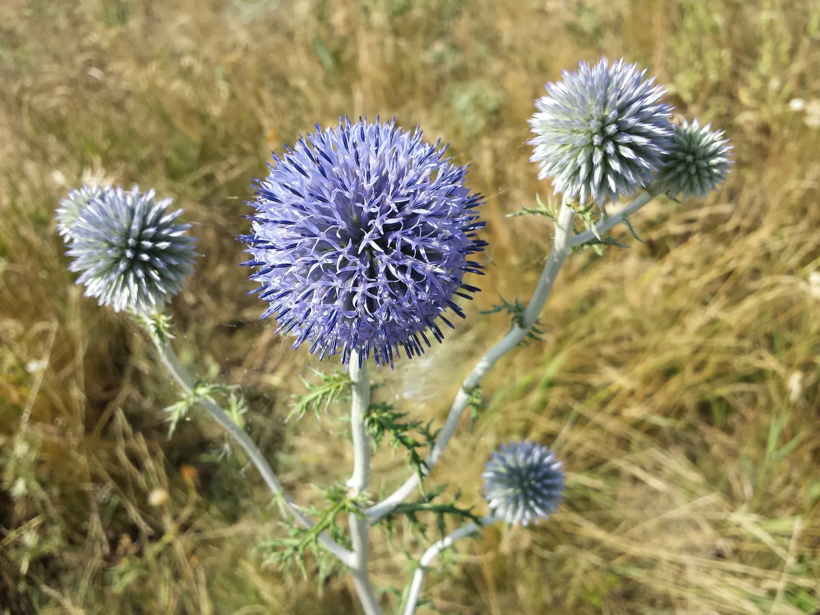 Globe Thistle (Echinops Ritro Ruthenicus) — clients will enjoy its ornamental charms; its unique blossoms are magnets for pollinators, image 82