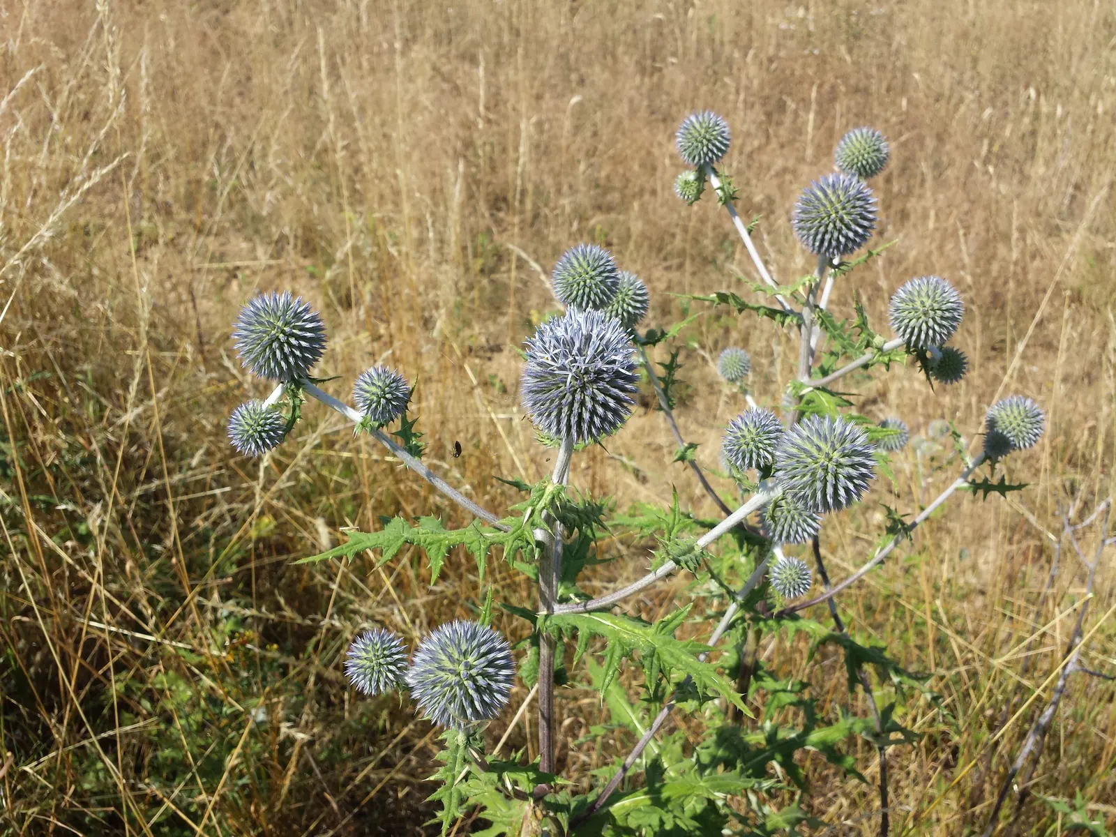 Globe Thistle (Echinops Ritro Ruthenicus) — Echinops ritro 'Ruthenicus'