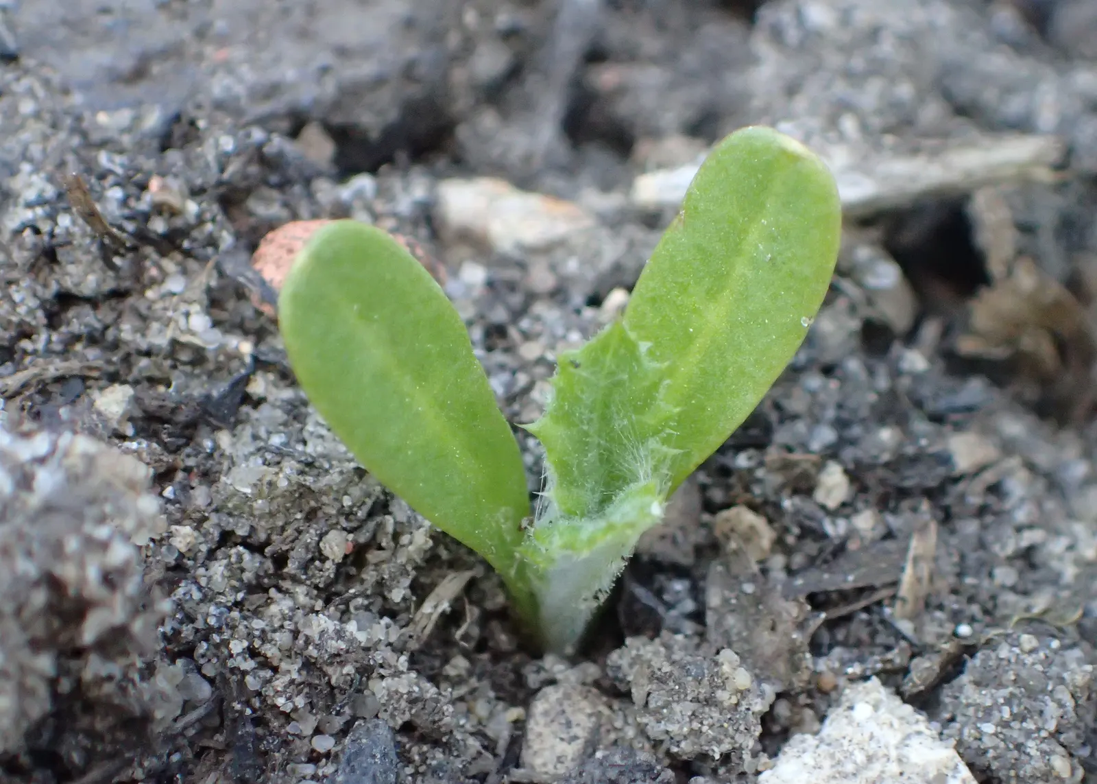 Globe Thistle (Echinops Ritro Ruthenicus) — each globe typically measuring about 1.5 to 2 inches in diameter; echinops ritro 'Ruthenicus', image 158
