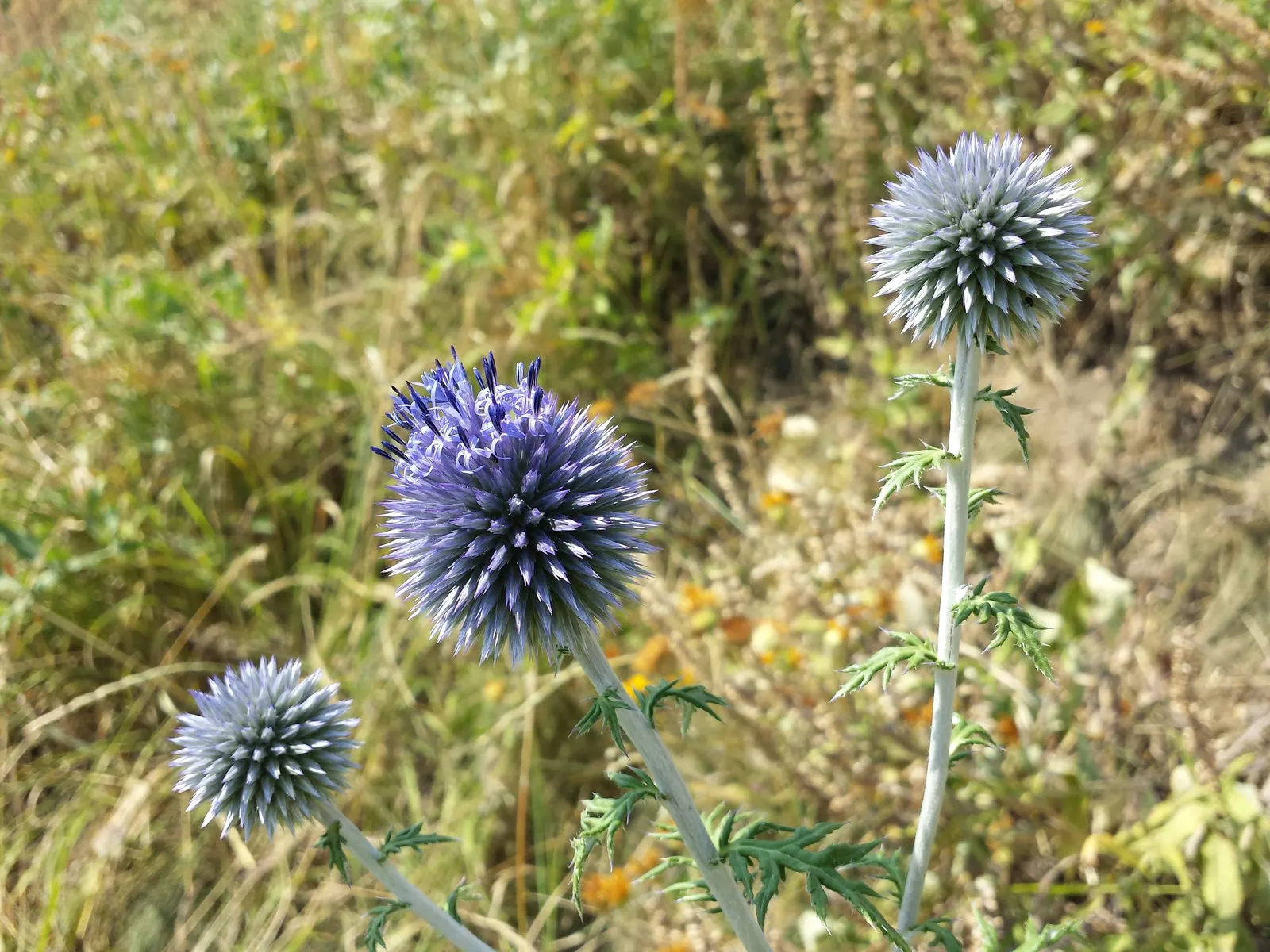 Globe Thistle (Echinops Ritro Ruthenicus) — is a robust perennial producing striking; this hardy species boasts striking spherical flower heads, image 147