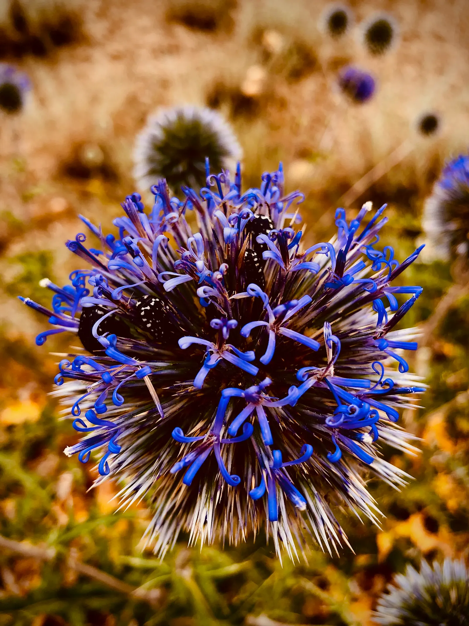 Globe Thistle (Echinops Ritro Ruthenicus) — is a robust perennial producing striking; this hardy species boasts striking spherical flower heads, image 60