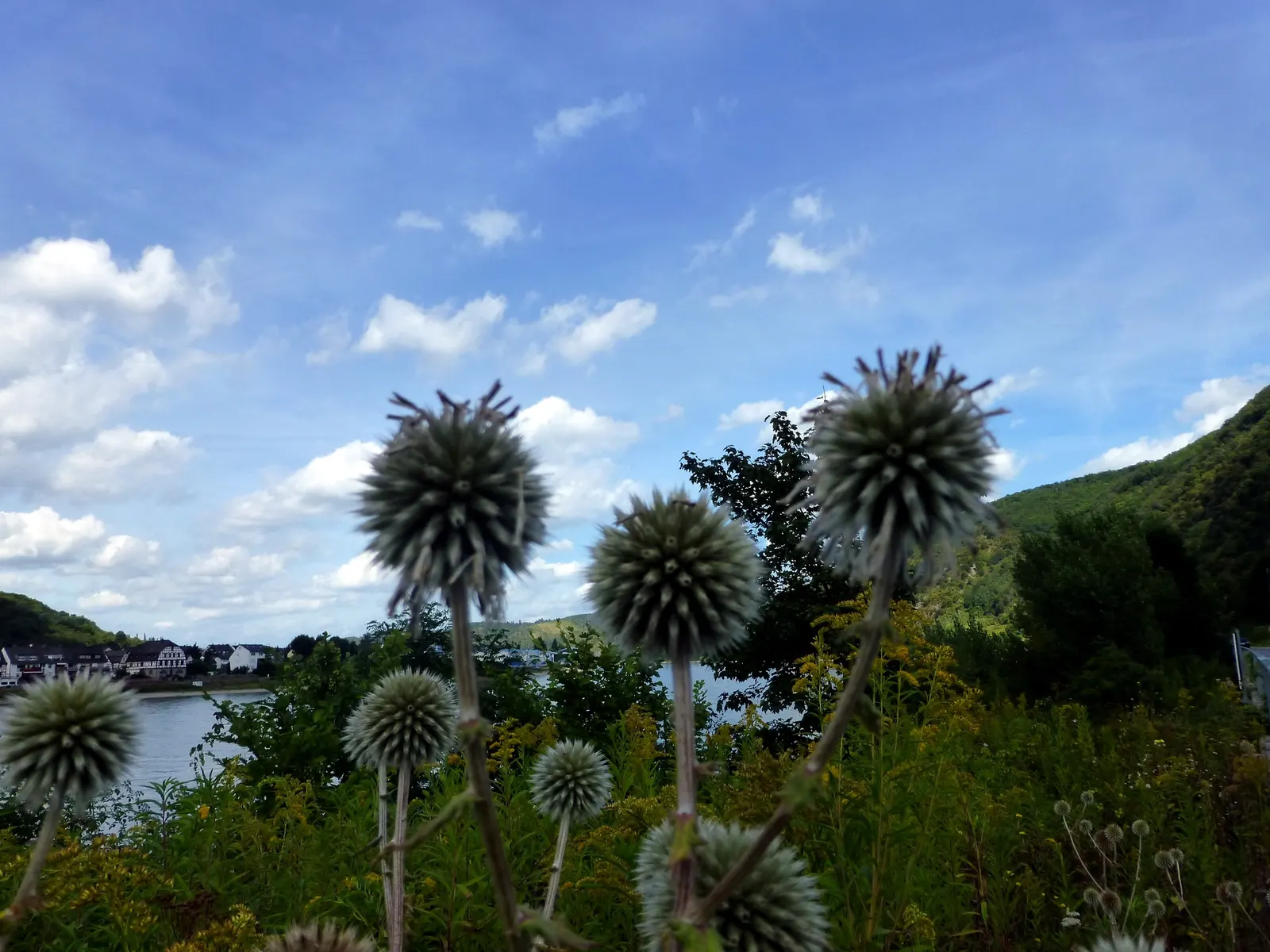 Globe Thistle (Echinops Ritro Ruthenicus) — Hailing from the Asteraceae family; or Echinops ritro 'Ruthenicus', image 126