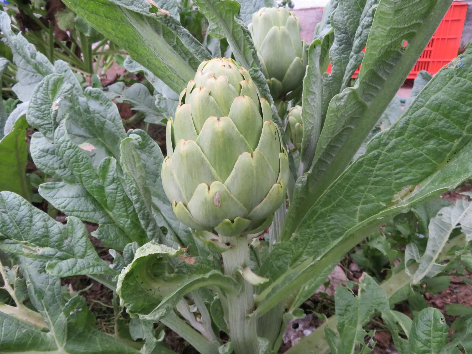 Globe Thistle (Echinops Ritro Ruthenicus) — demonstrating a robust tolerance to drought conditions once established