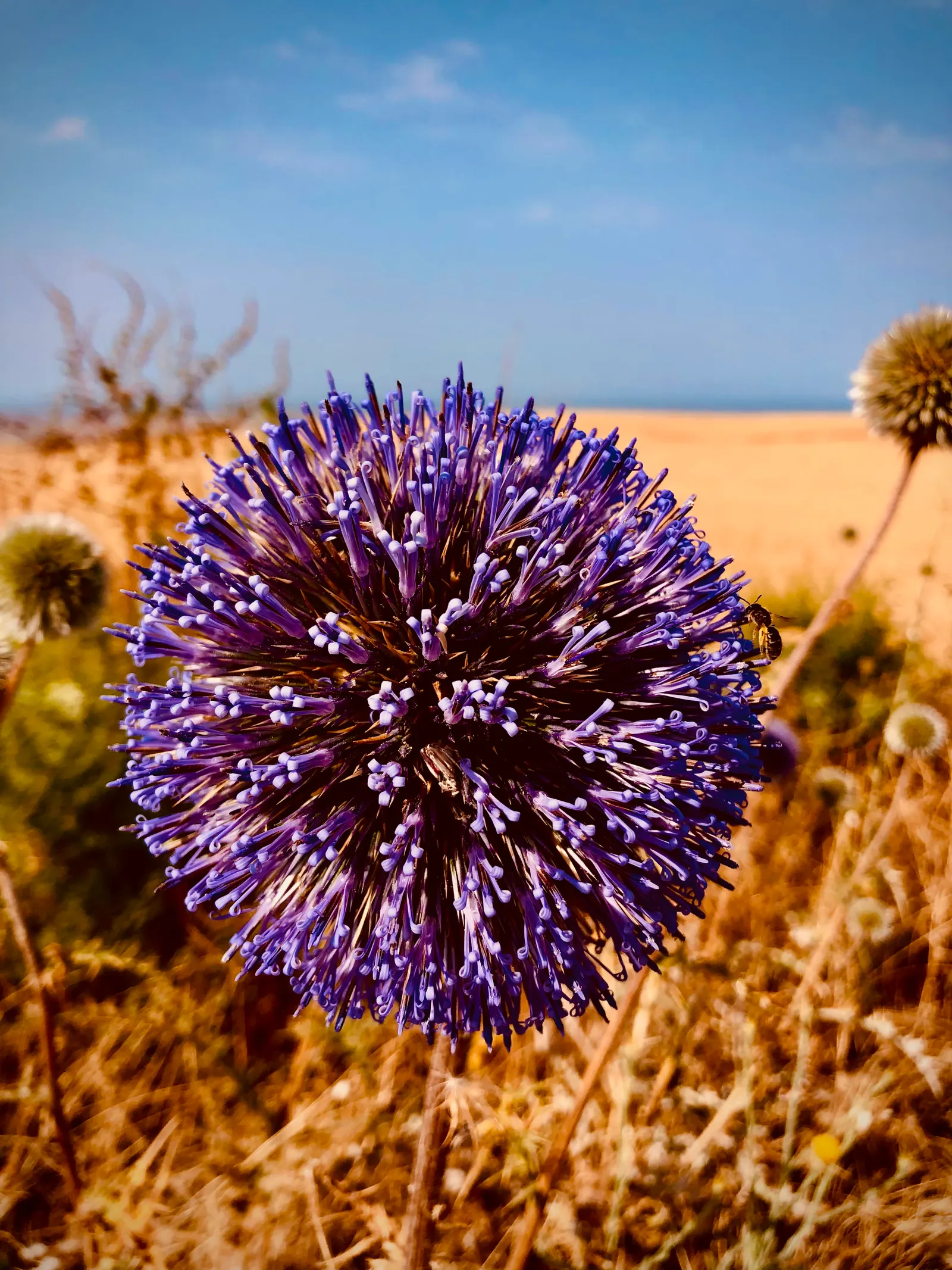 Globe Thistle (Echinops Ritro Ruthenicus) — enhancing the ecological value of the landscape; its blooms make excellent cut flowers or dried arrangements