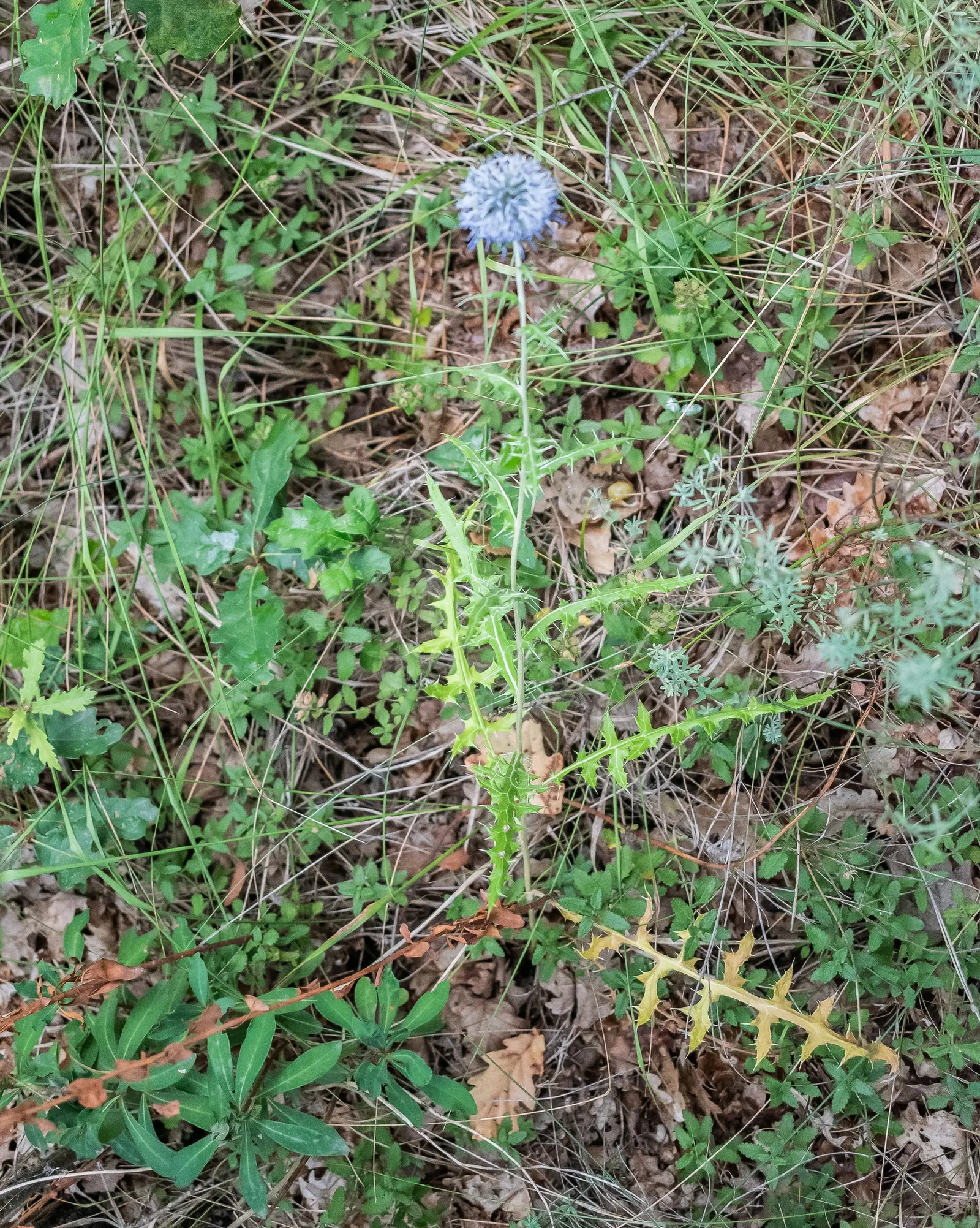 Globe Thistle (Echinops Ritro Ruthenicus) — Drought-resistant and preferring full sun, it thrives in USDA zones 3-8; metallic blue flower heads, image 121