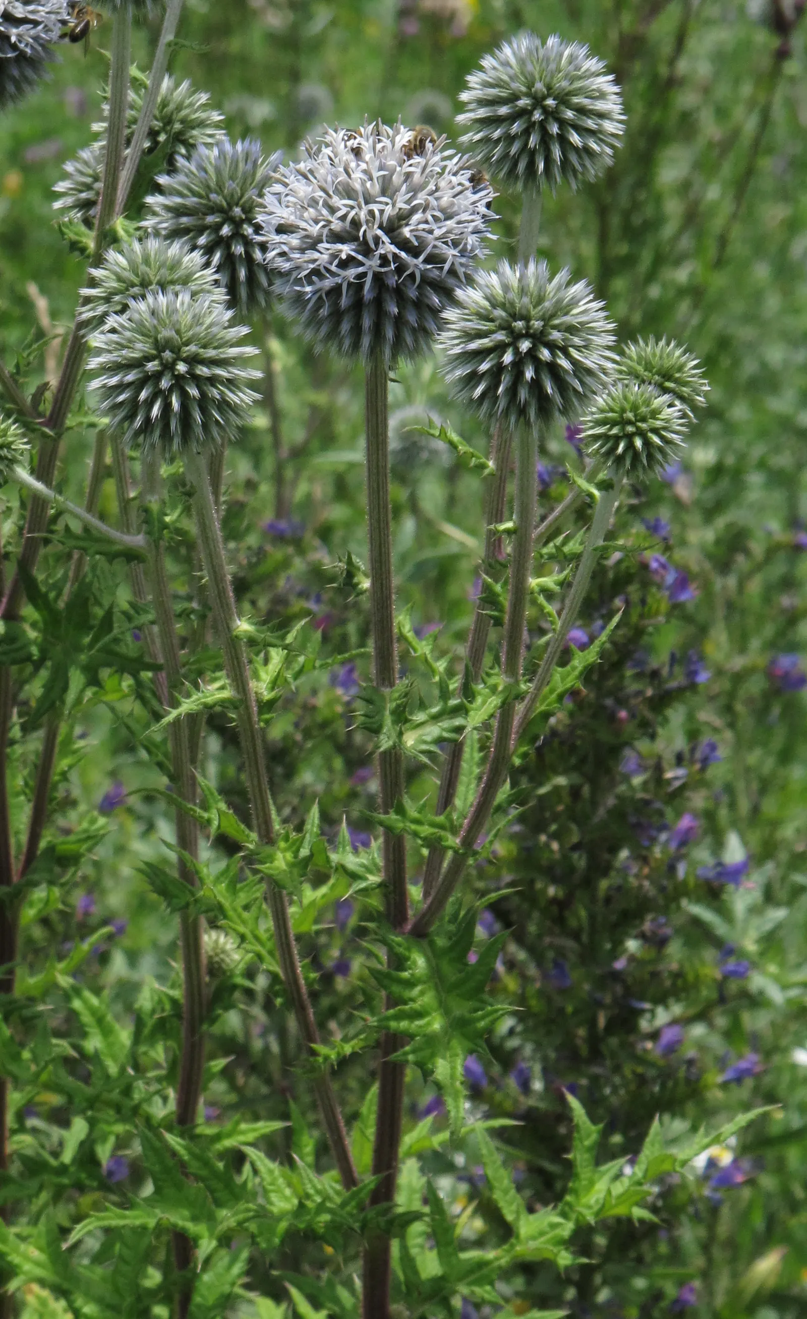Globe Thistle (Echinops Ritro Ruthenicus) — this hardy species boasts striking spherical flower heads; but also for its resilience