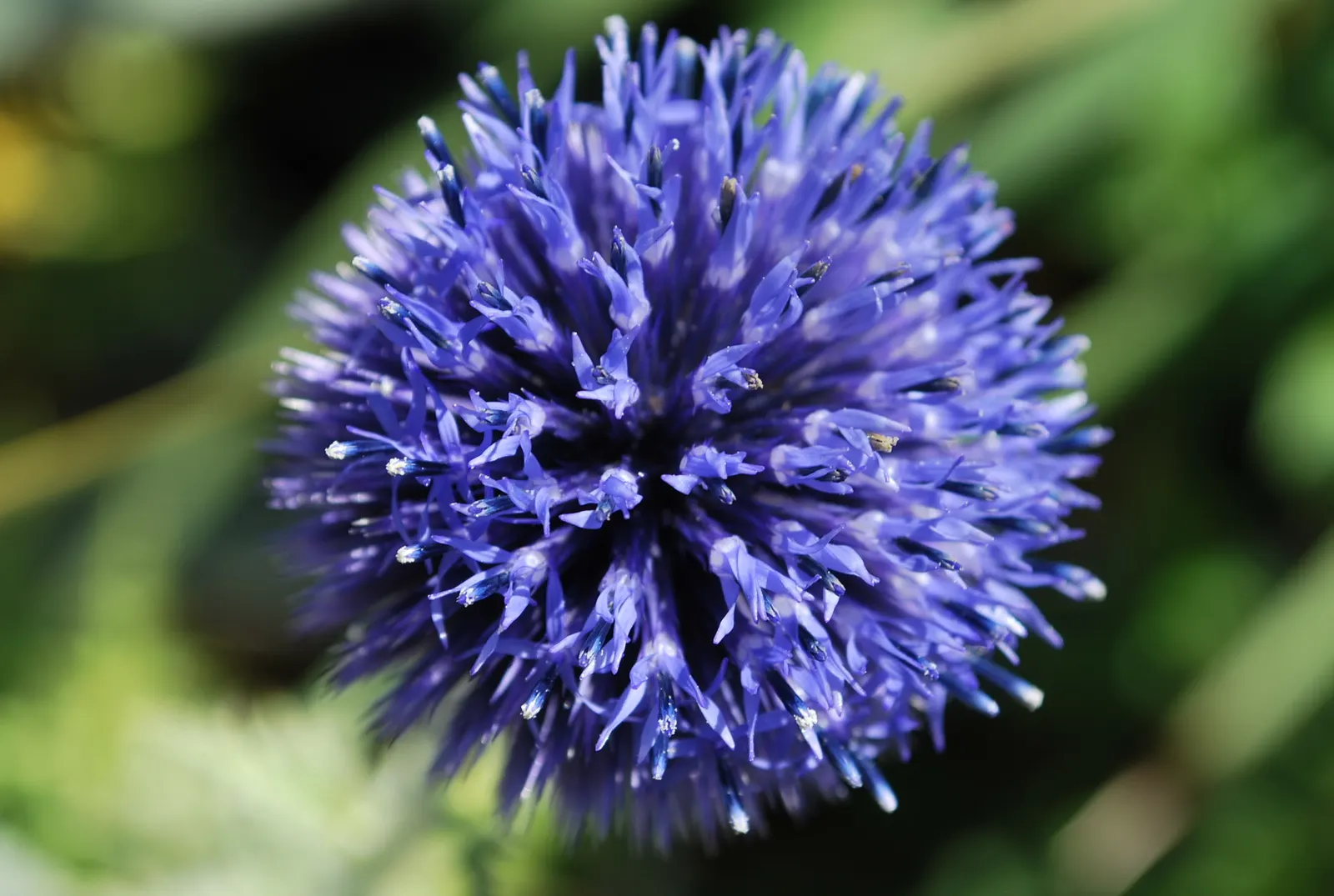 Globe Thistle (Echinops Ritro Ruthenicus) — It thrives in USDA hardiness zones 3 through 8