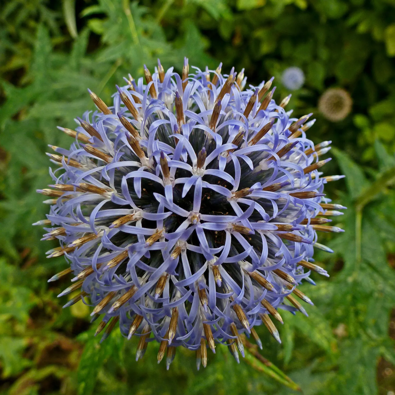 Globe Thistle (Echinops Ritro Ruthenicus) — annual / wildflower for full; adding a touch of drama and allure to their outdoor canvas, image 145