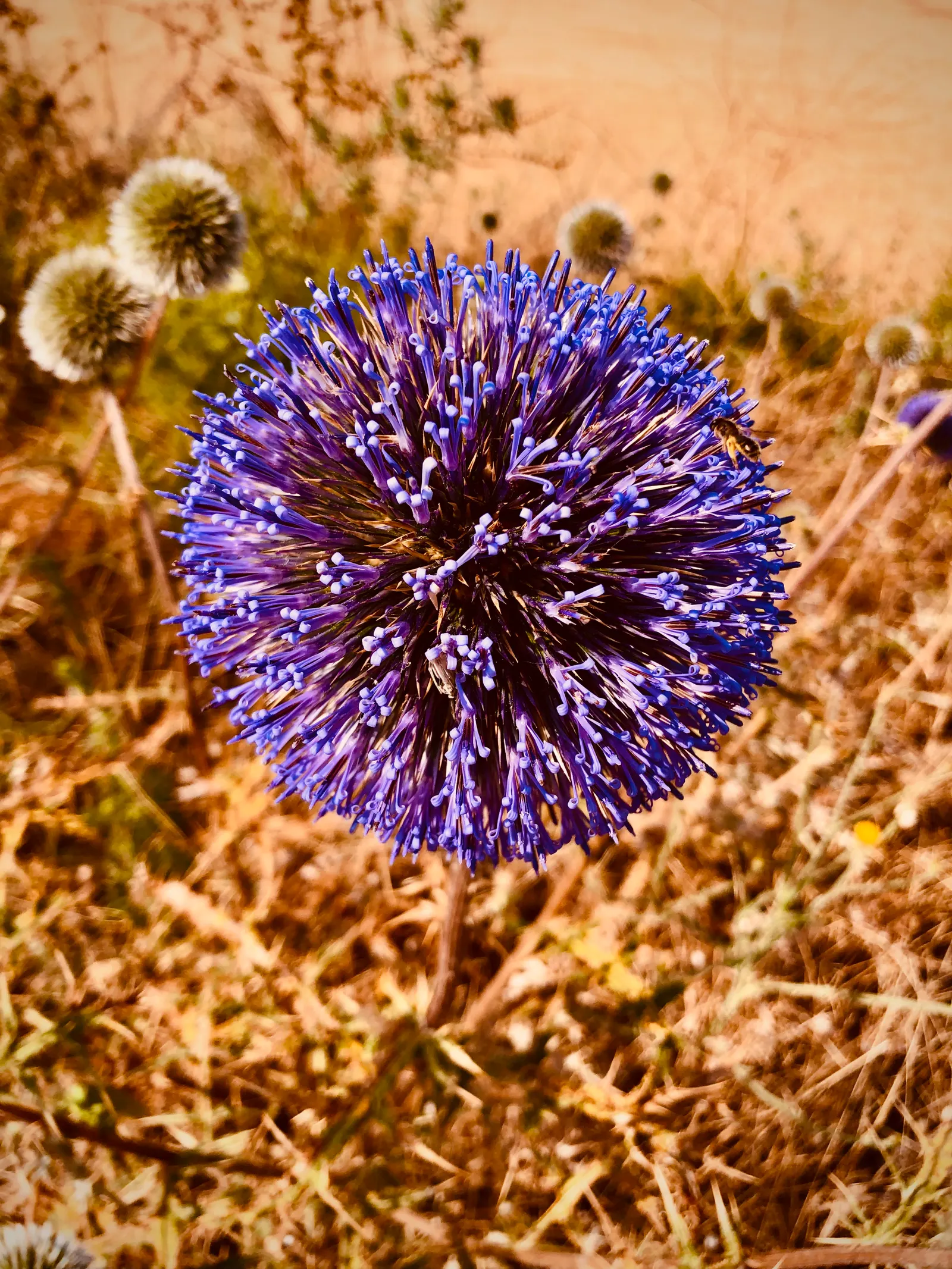 Globe Thistle (Echinops Ritro Ruthenicus) — Drought-resistant and preferring full sun, it thrives in USDA zones 3-8