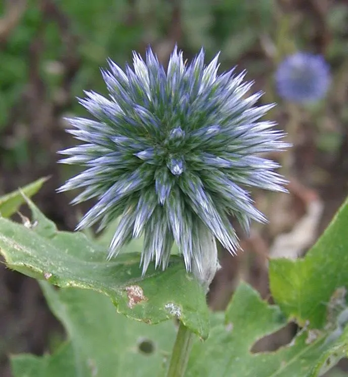 Globe Thistle (Echinops Ritro Ruthenicus) — Echinops ritro 'Ruthenicus'; mature plants reach up to 3-4 feet high and spread 2-3 feet wide, image 117