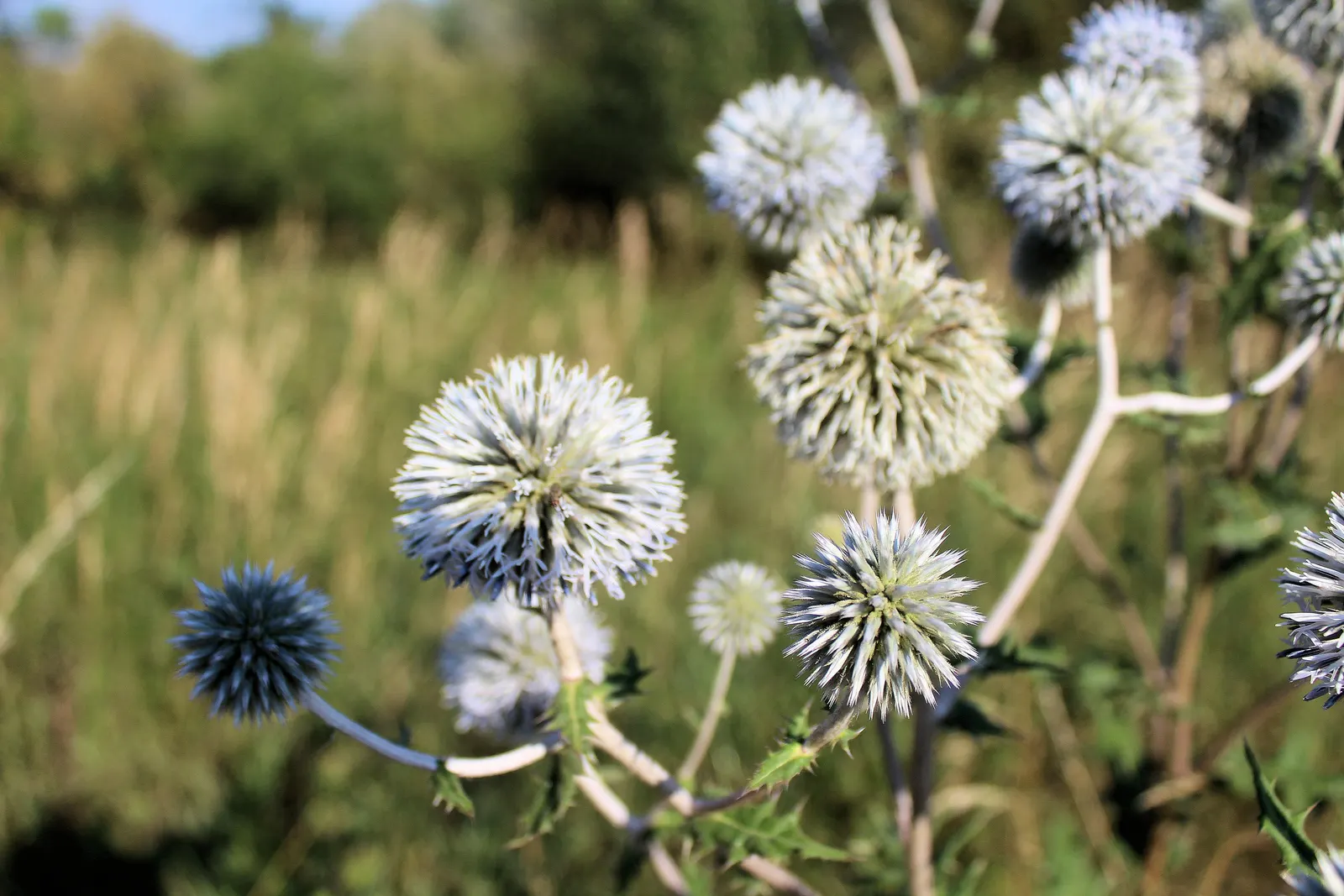Globe Thistle (Echinops Ritro Ruthenicus) — blue flowers in the garden; with a vivid metallic blue hue, image 85