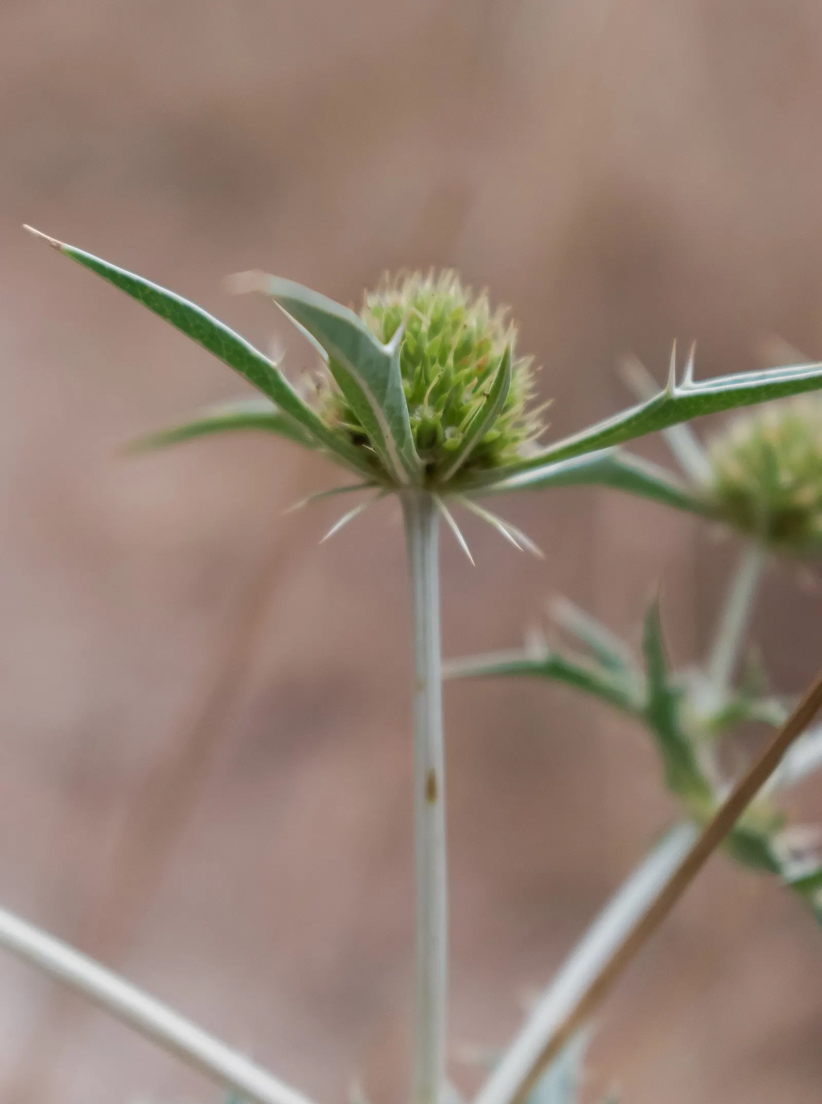Globe Thistle (Echinops Ritro Ruthenicus) — blue flowers in the garden; with a vivid metallic blue hue, image 114