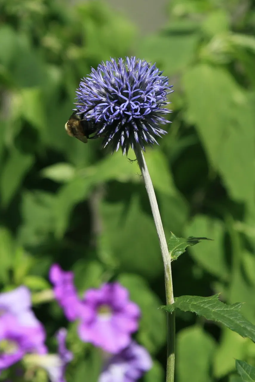 Globe Thistle (Echinops Ritro Ruthenicus) — Blooming from mid to late summer, it attracts pollinators while being deer resistant; it thrives in, image 94