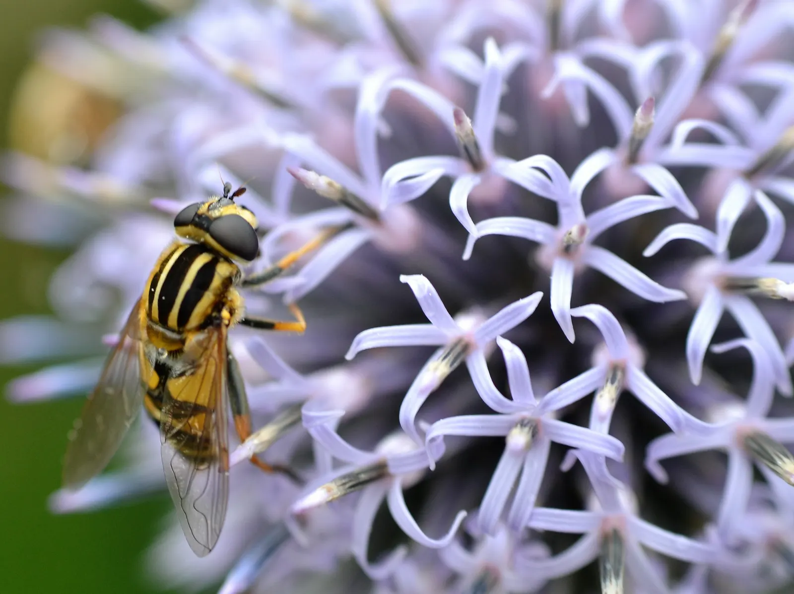 Globe Thistle (Echinops Ritro Ruthenicus) — and is best situated in full sun exposers; these blossoms rest atop stiff, image 77