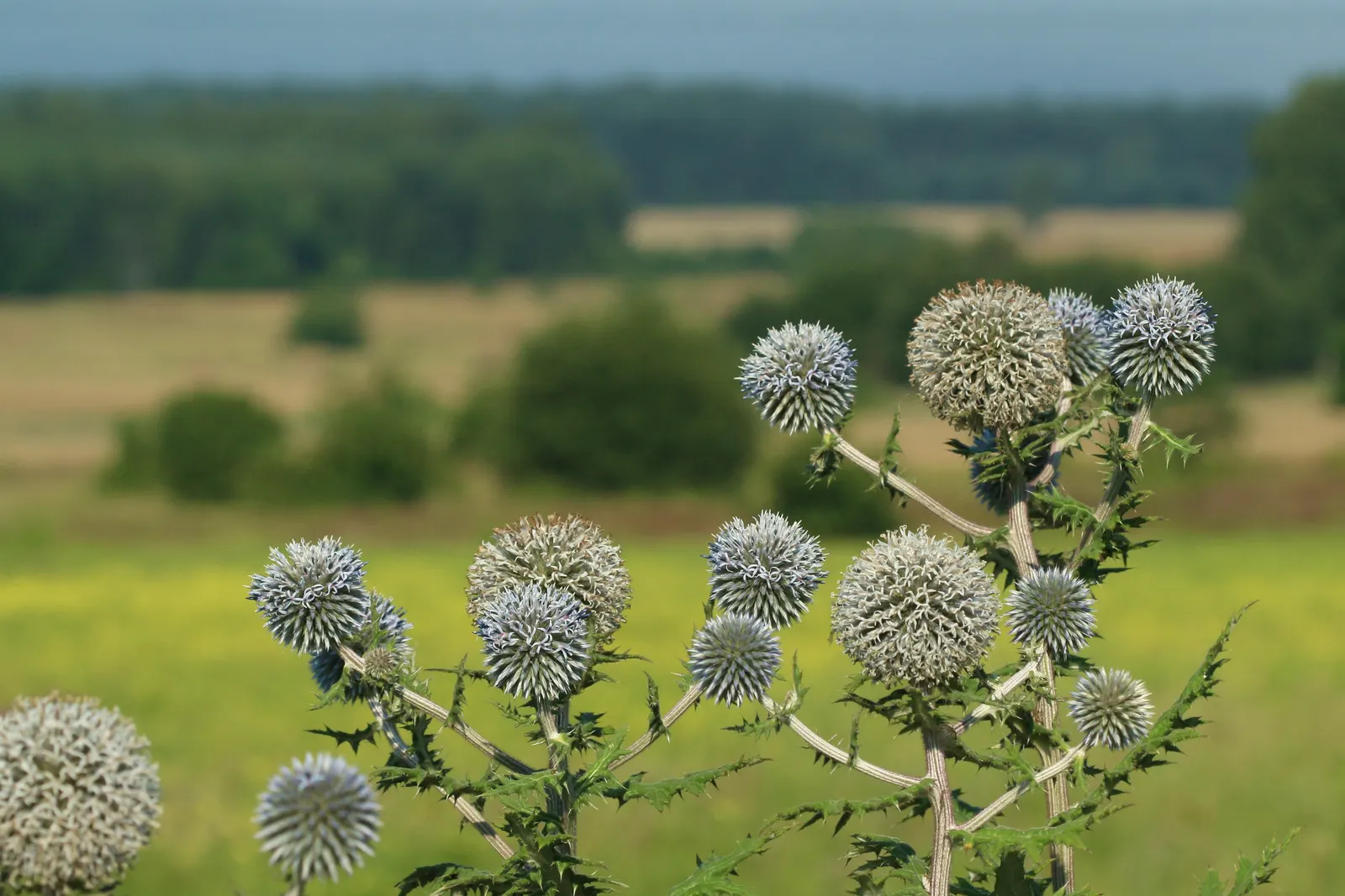 Globe Thistle (Echinops Ritro Ruthenicus) — or Echinops ritro 'Ruthenicus'